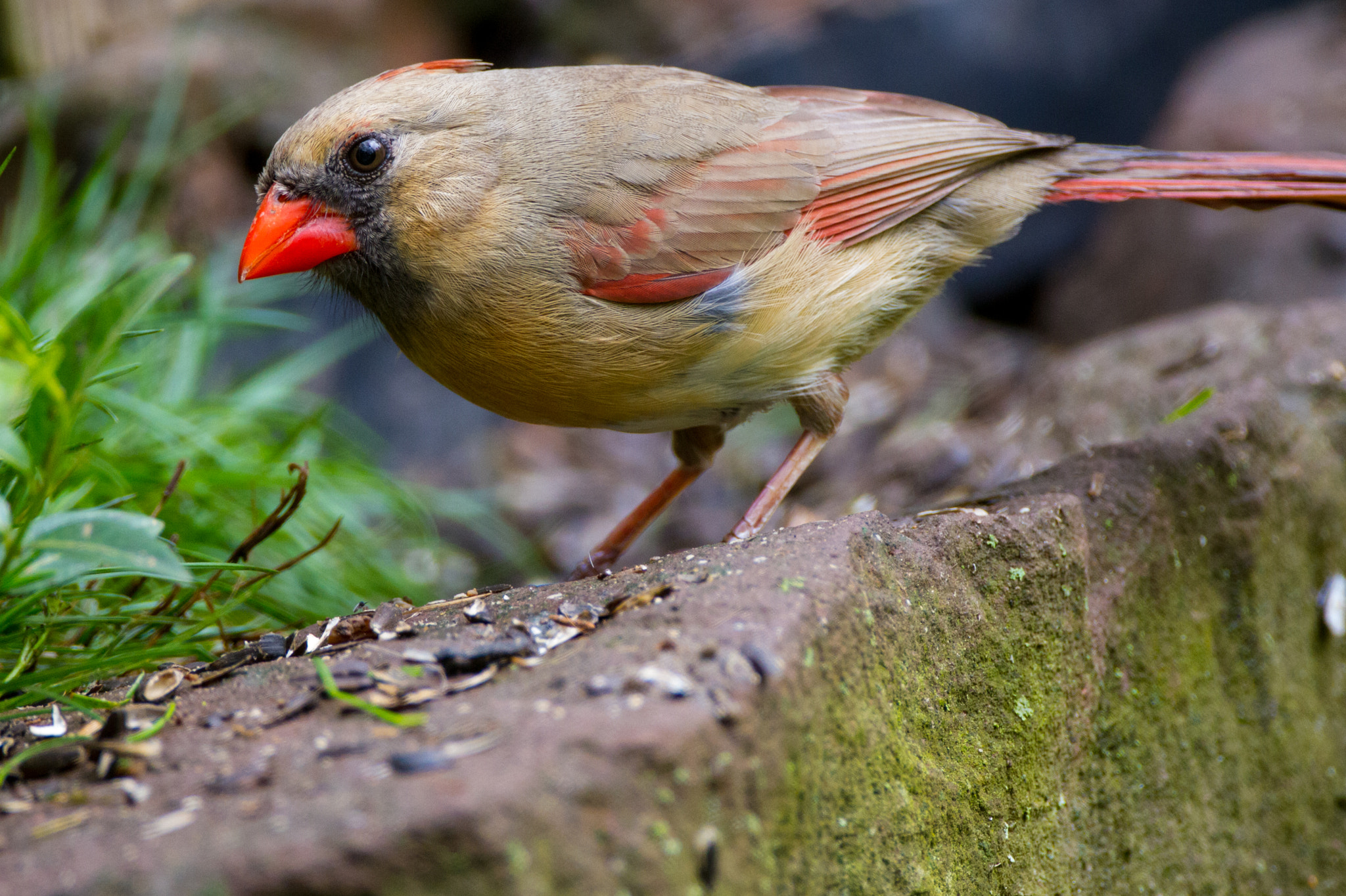Canon EOS 7D + Canon EF 500mm F4L IS USM sample photo. Female cardinal stone wall photography