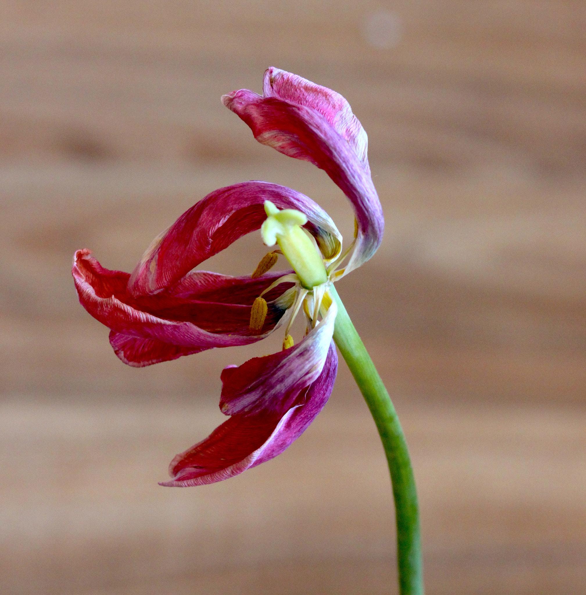Canon EOS 500D (EOS Rebel T1i / EOS Kiss X3) + Canon EF 85mm F1.8 USM sample photo. Tulip is dying photography
