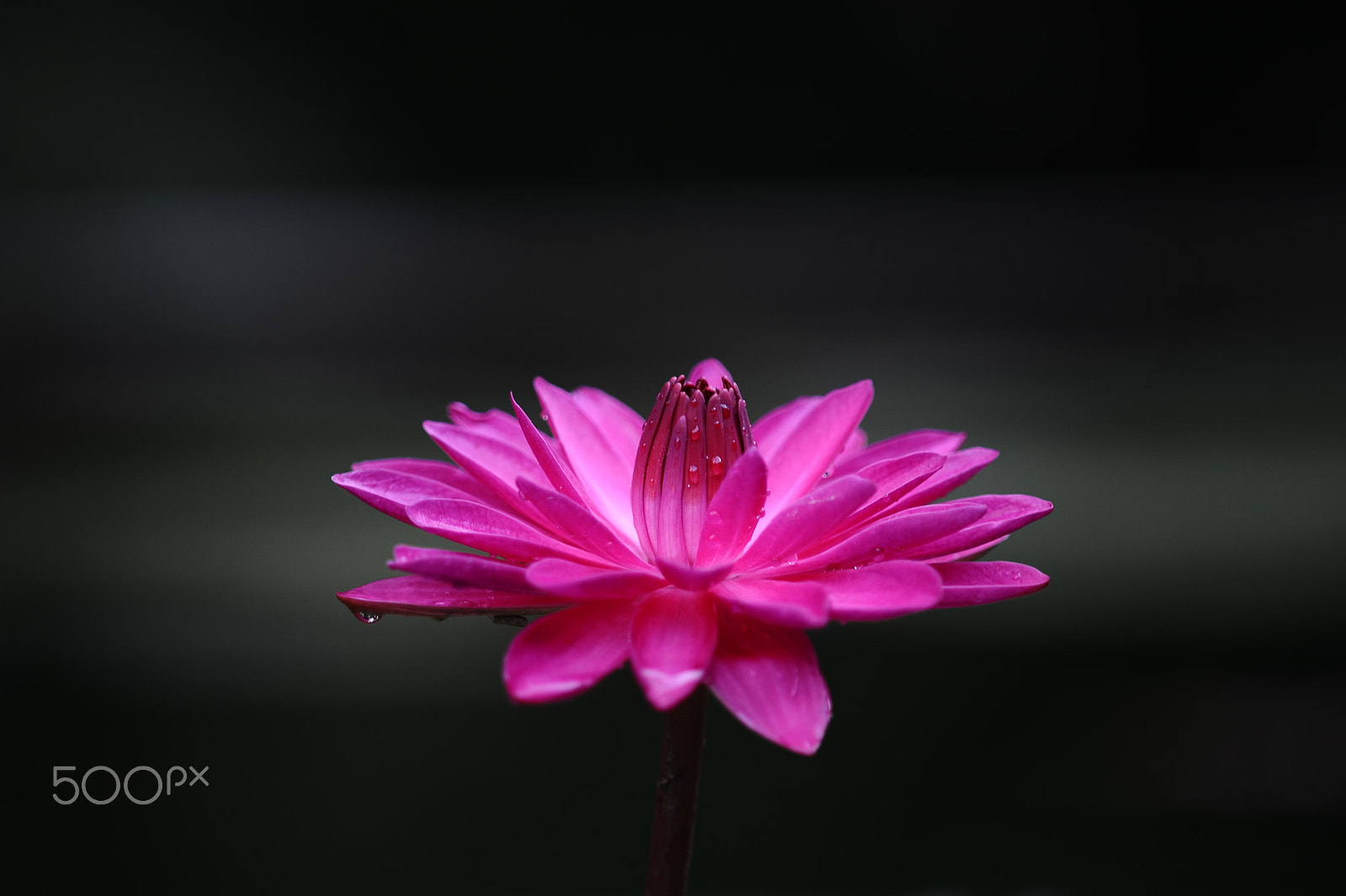 Nikon D700 + Manual Lens No CPU sample photo. Waterlily photography