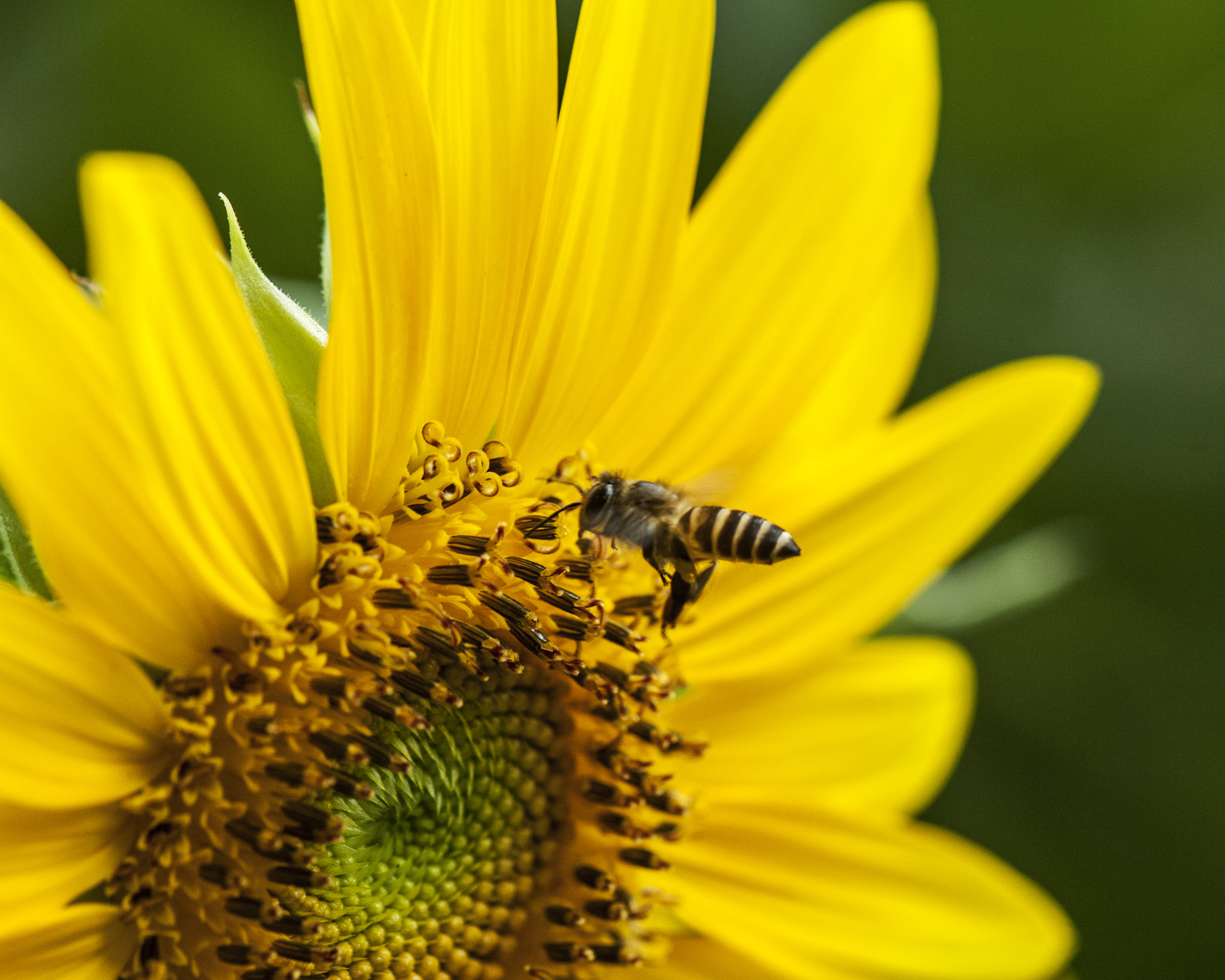 Nikon D2Xs + Nikon AF-S Micro-Nikkor 105mm F2.8G IF-ED VR sample photo. Sunflower photography