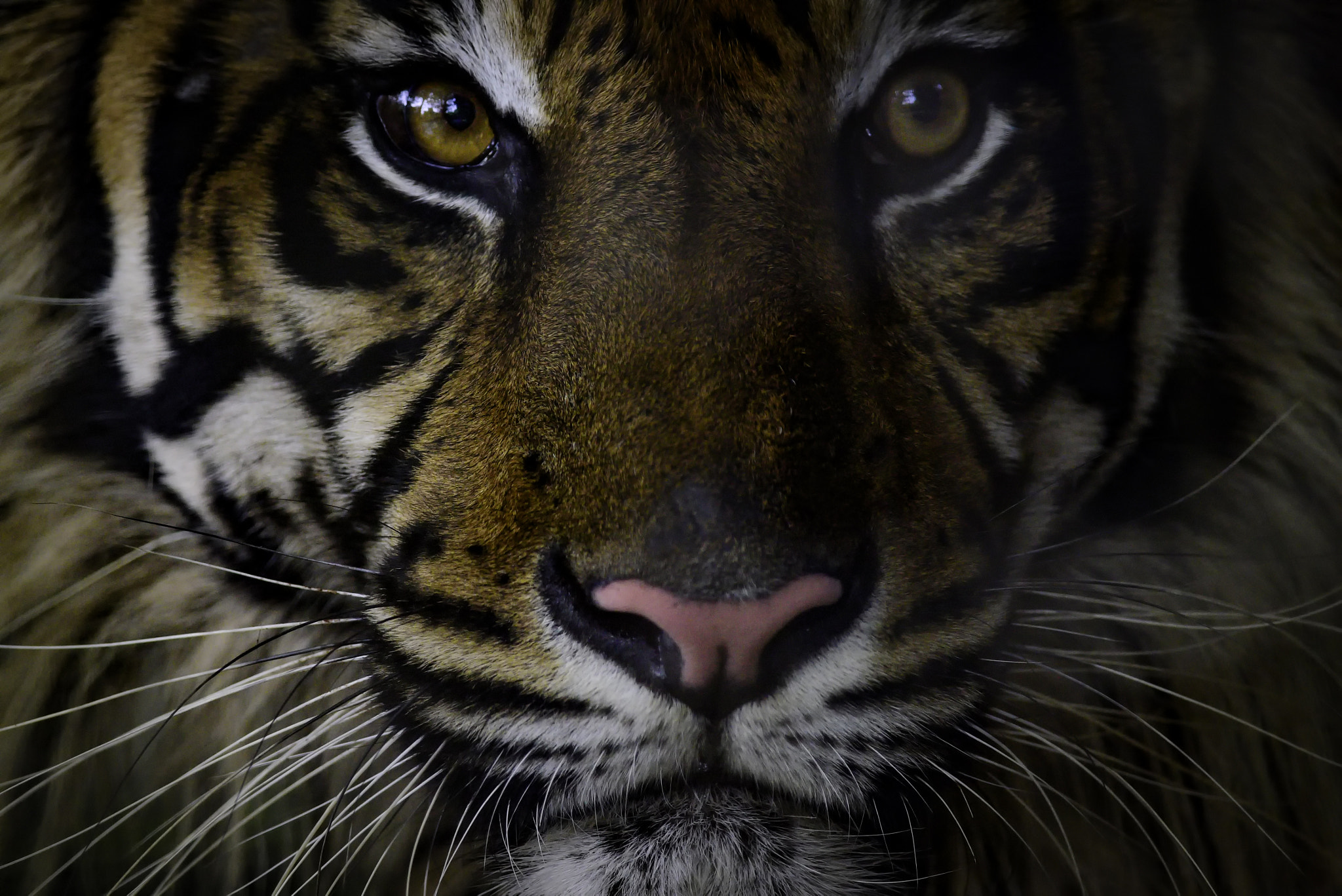 Nikon D810 + Nikon AF-S Nikkor 300mm F4D ED-IF sample photo. Close up tiger photography