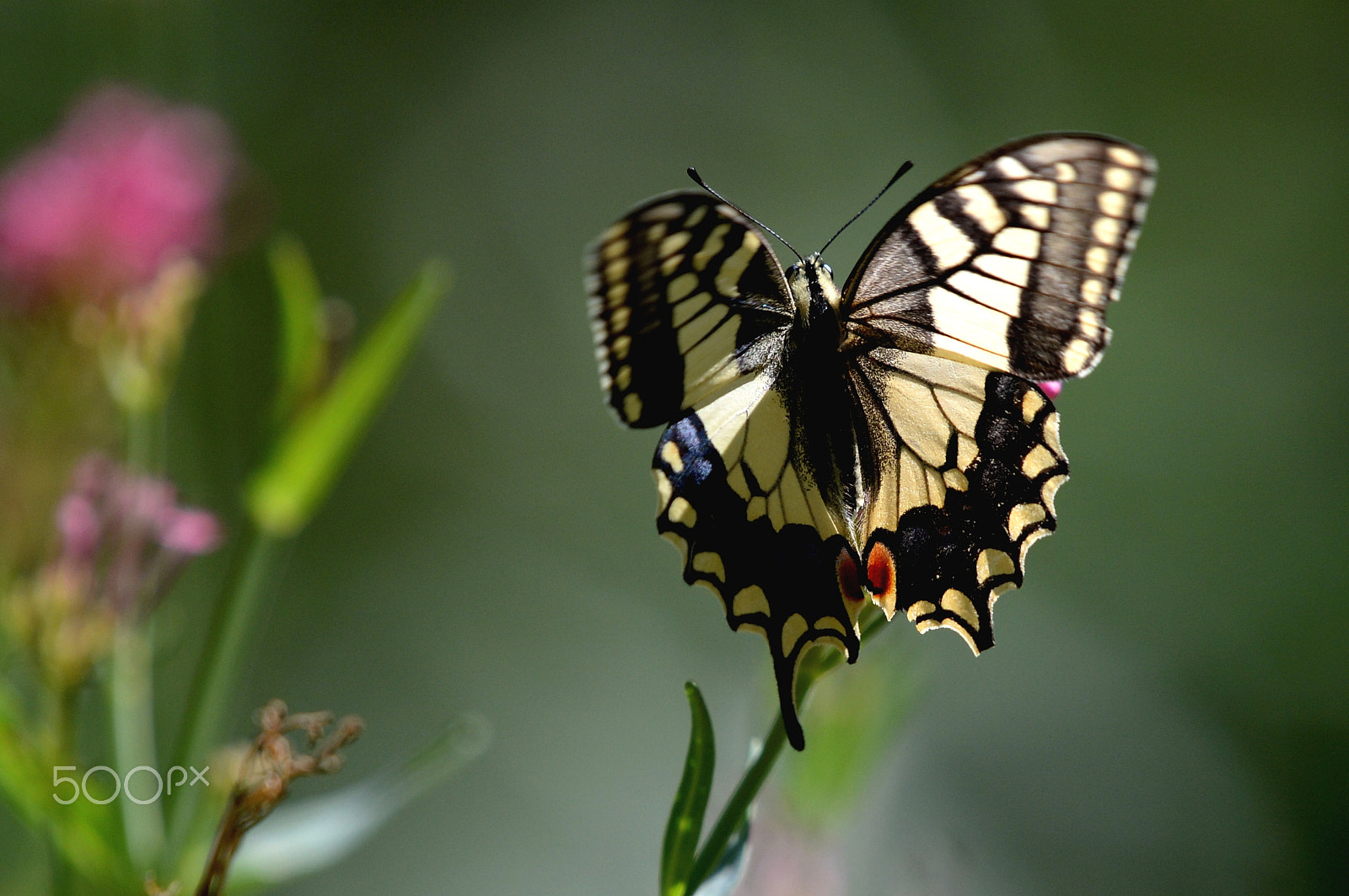 Nikon AF-S Nikkor 200-500mm F5.6E ED VR sample photo. Swallowtail photography