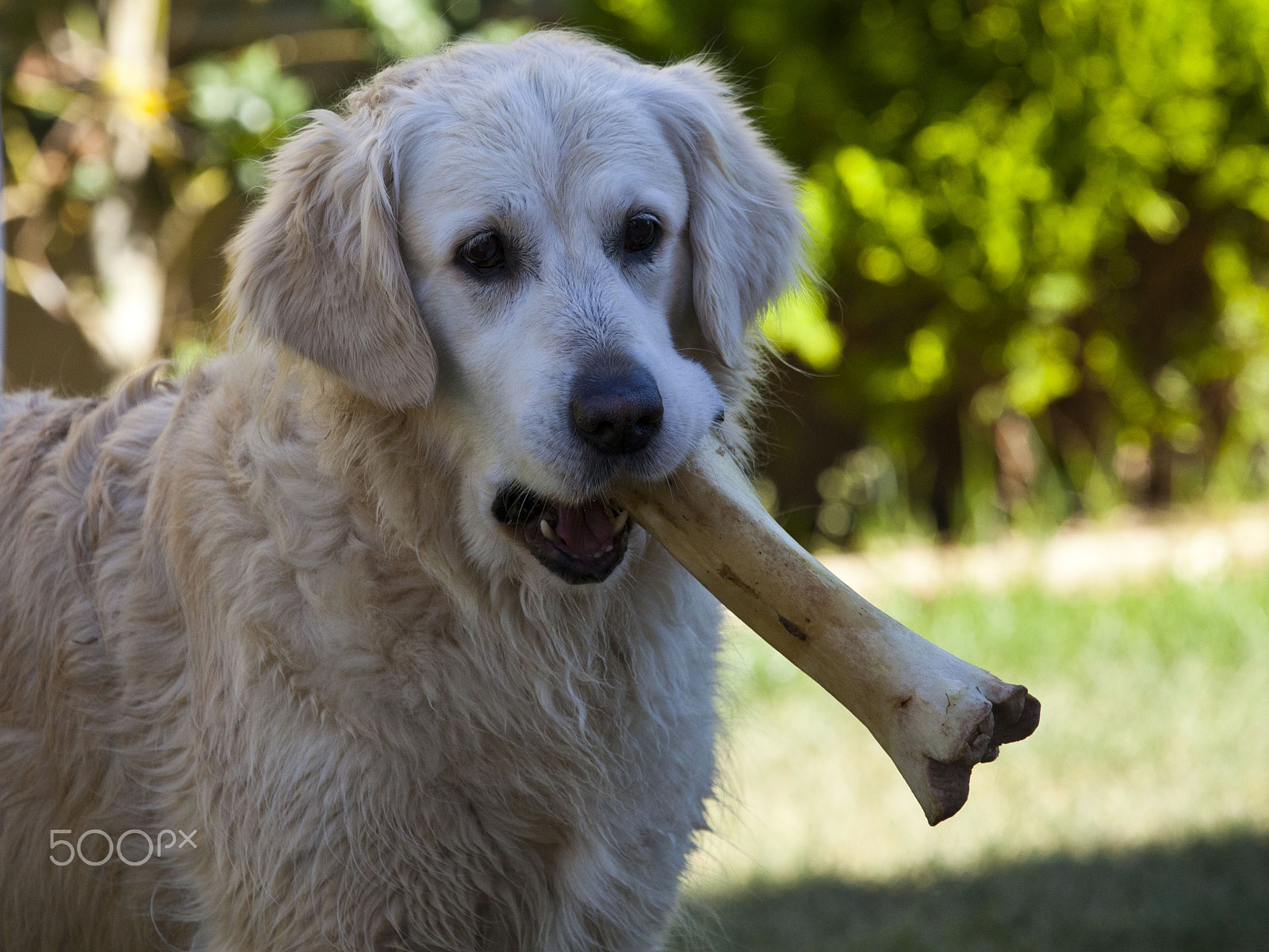 Canon EF 100-400mm F4.5-5.6L IS USM sample photo. Golden retriever con hueso photography