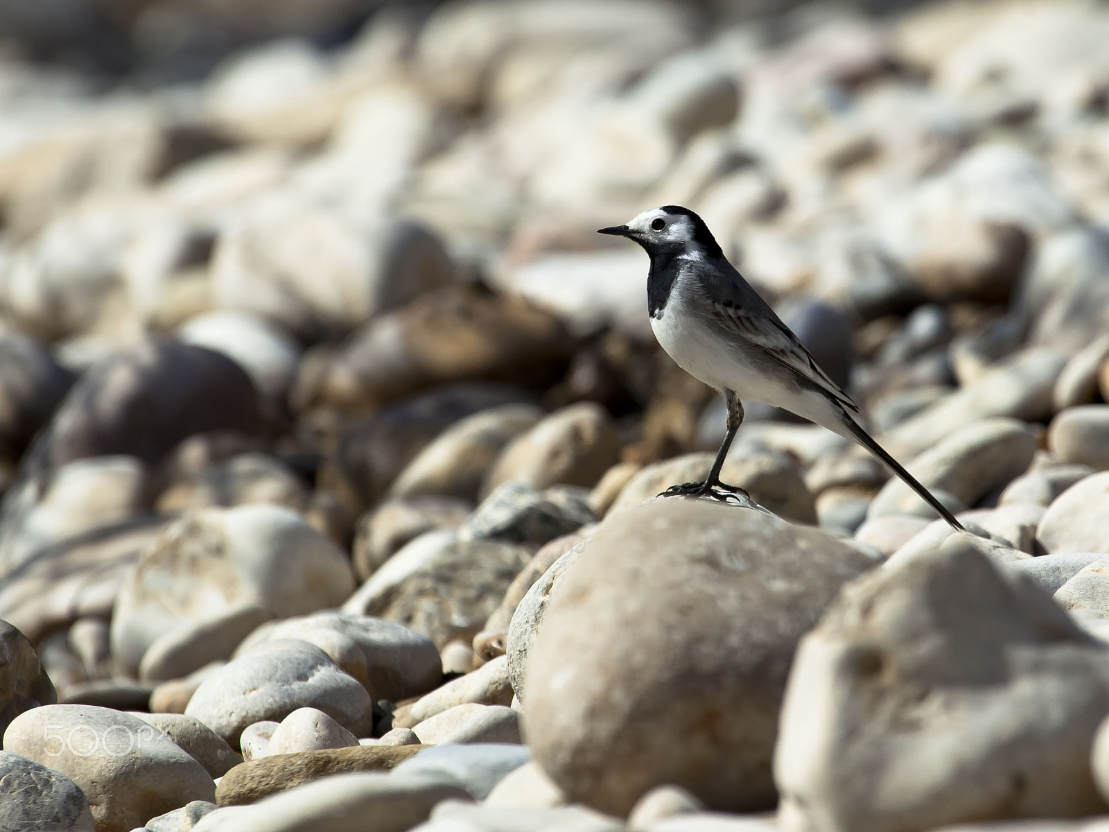 Canon EF 100-400mm F4.5-5.6L IS USM sample photo. 16822248438.jpg photography