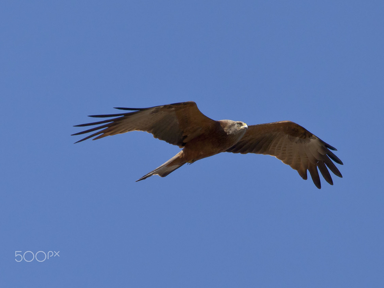 Canon EF 100-400mm F4.5-5.6L IS USM sample photo. 16780431908.jpg photography