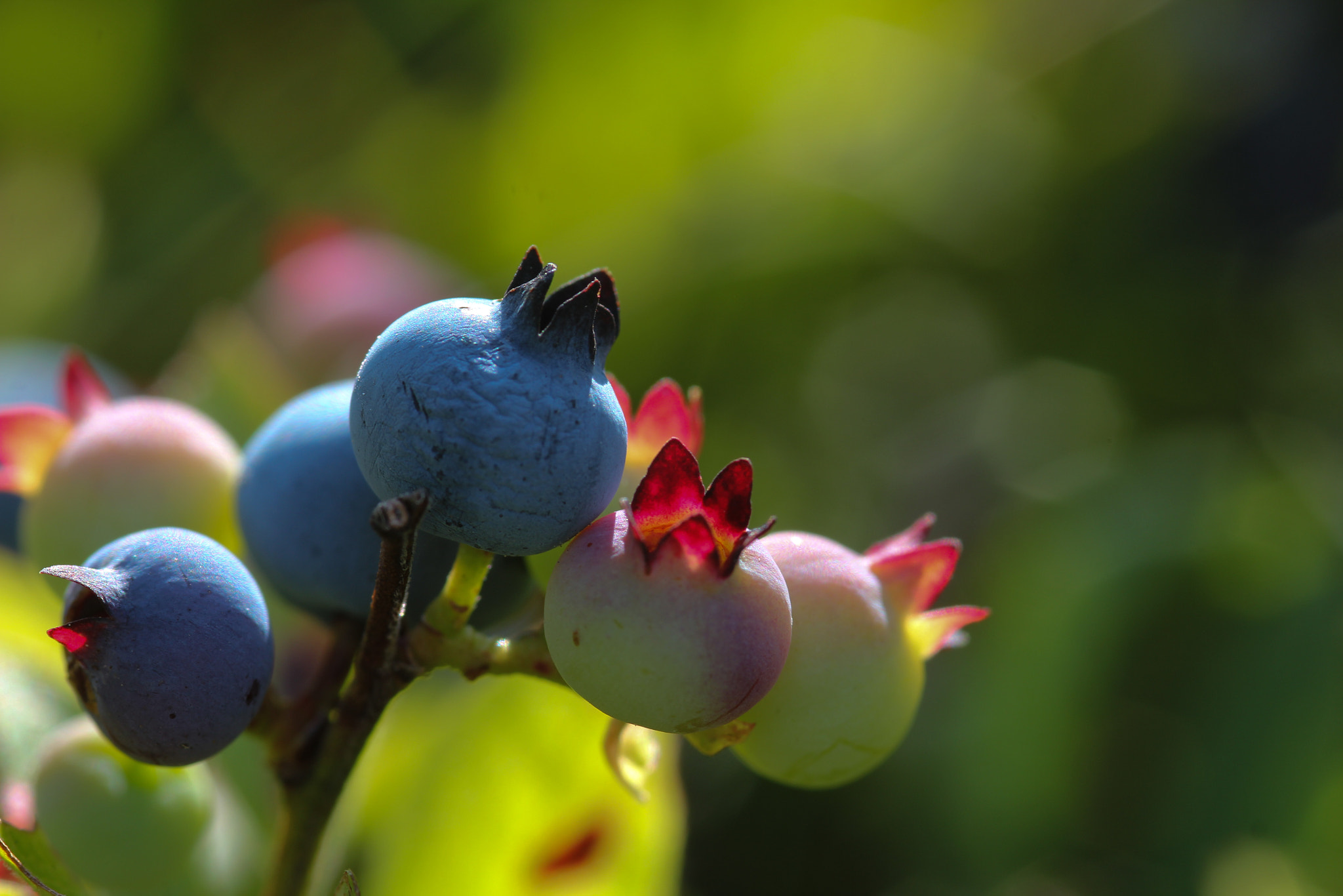Canon EOS 60D + Sigma 105mm F2.8 EX DG Macro sample photo. Early morning - tôt le matin photography