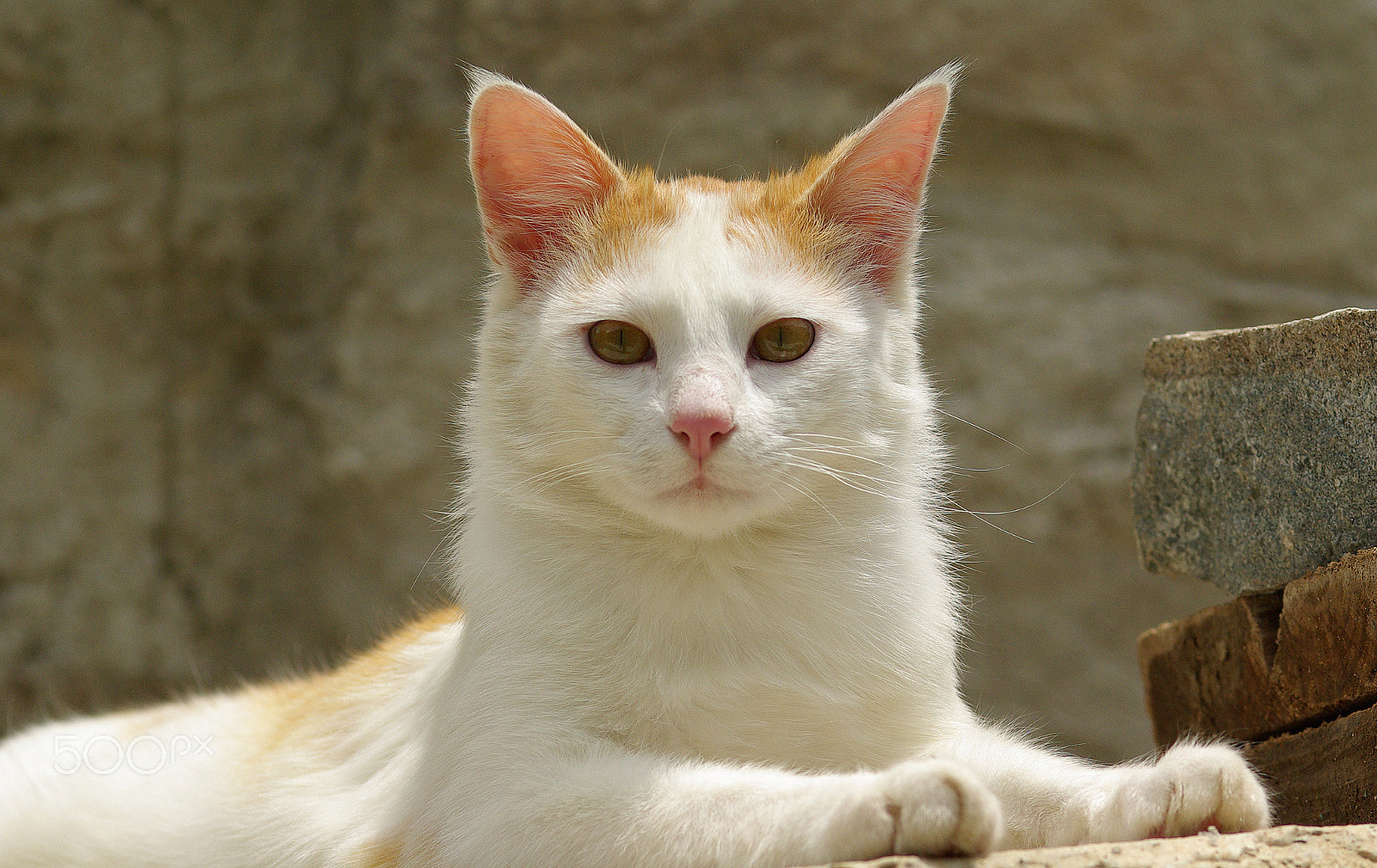 Pentax K10D + smc PENTAX-FA Macro 100mm F2.8 sample photo. Cat photography