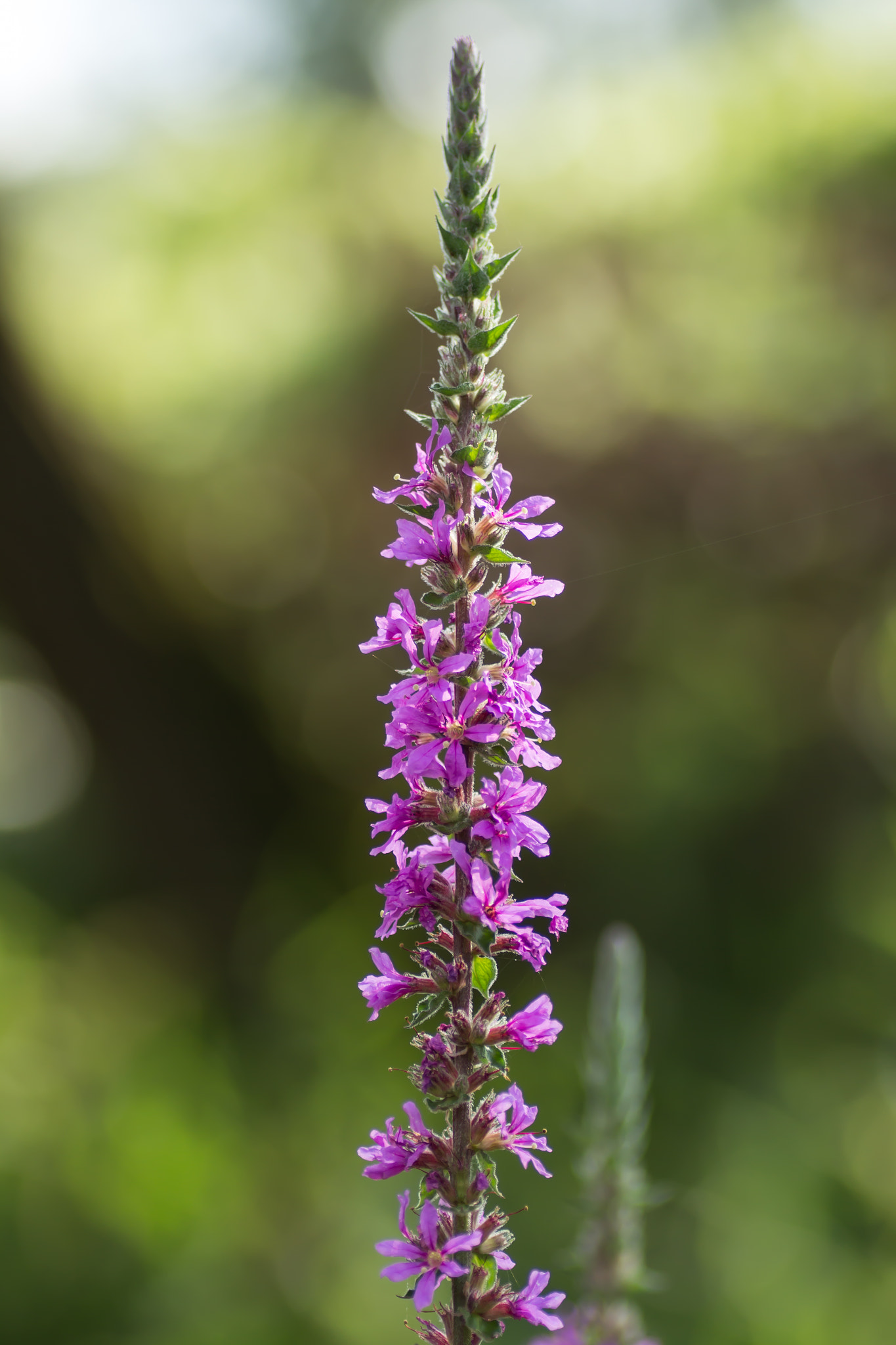 Canon EOS 700D (EOS Rebel T5i / EOS Kiss X7i) + Tamron SP AF 90mm F2.8 Di Macro sample photo. Wildflower photography