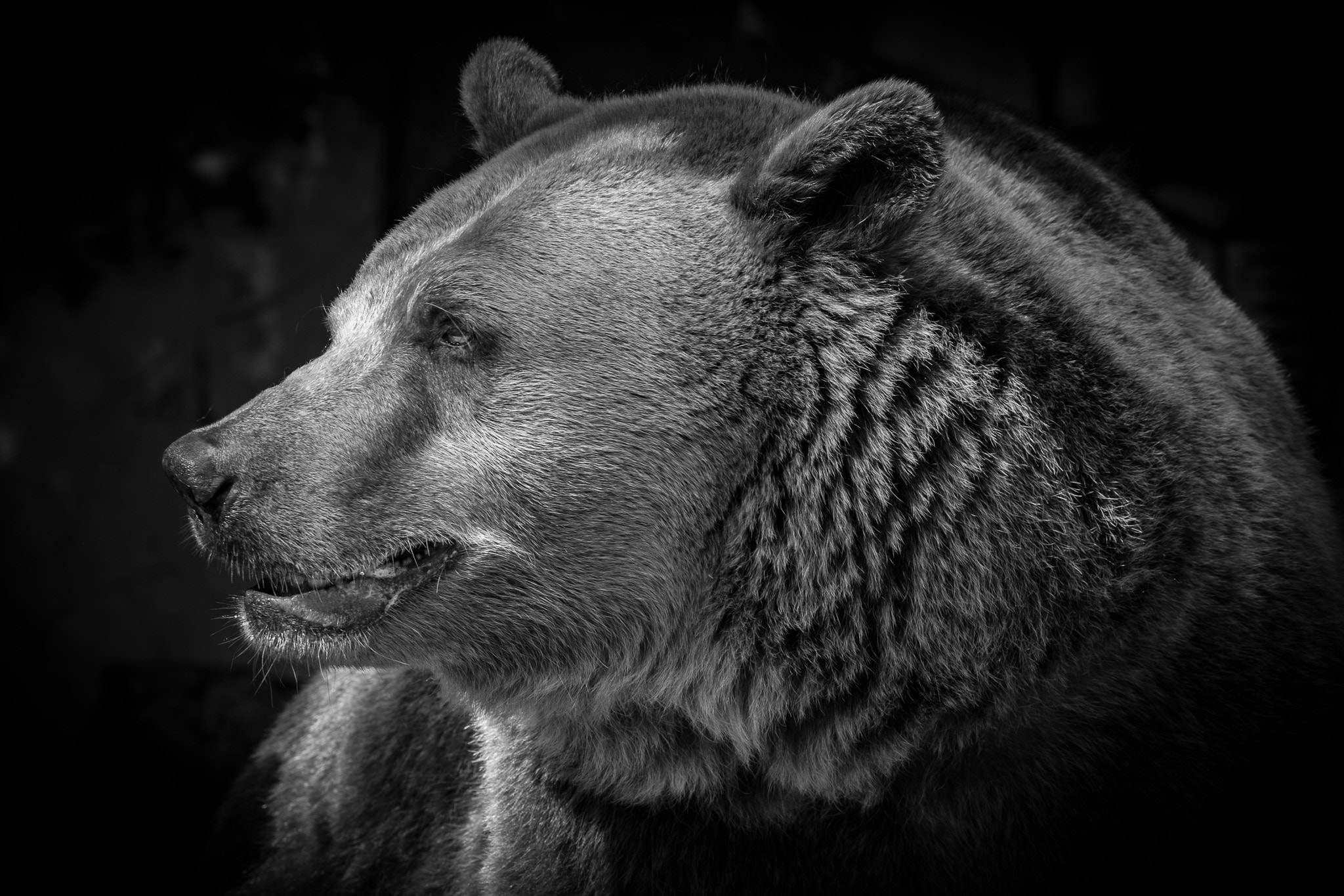 Fujifilm XF 100-400mm F4.5-5.6 R LM OIS WR sample photo. Bear photography