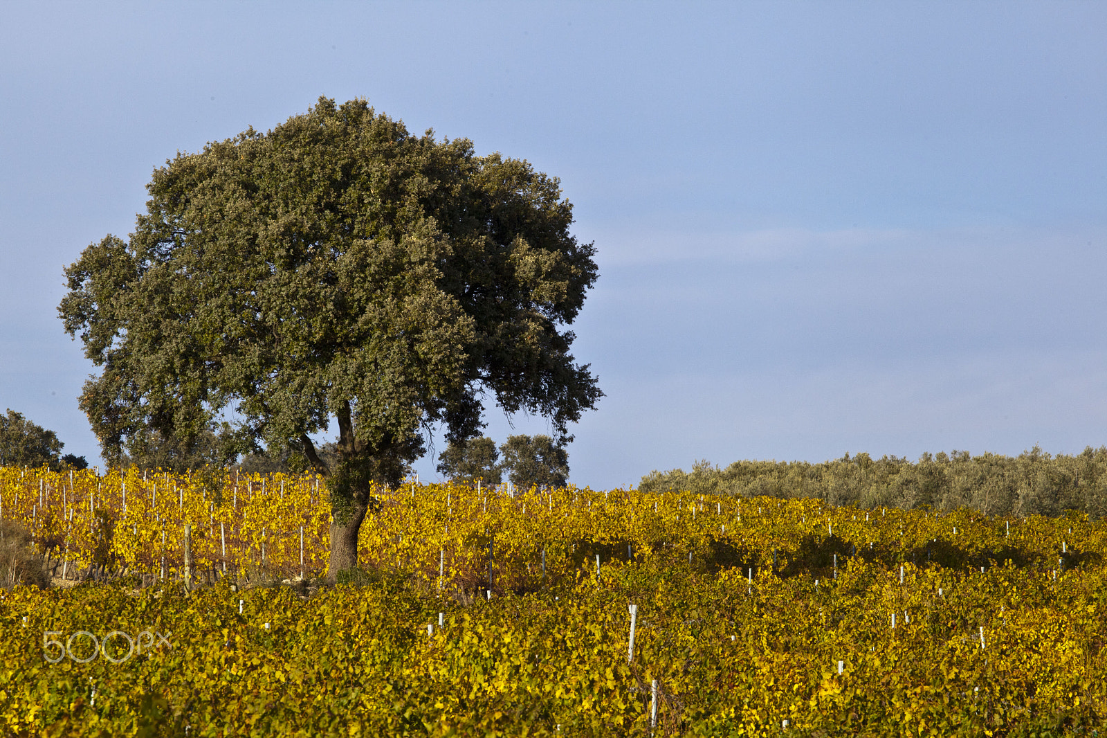 Canon EF 100-400mm F4.5-5.6L IS USM sample photo. 15844865581.jpg photography
