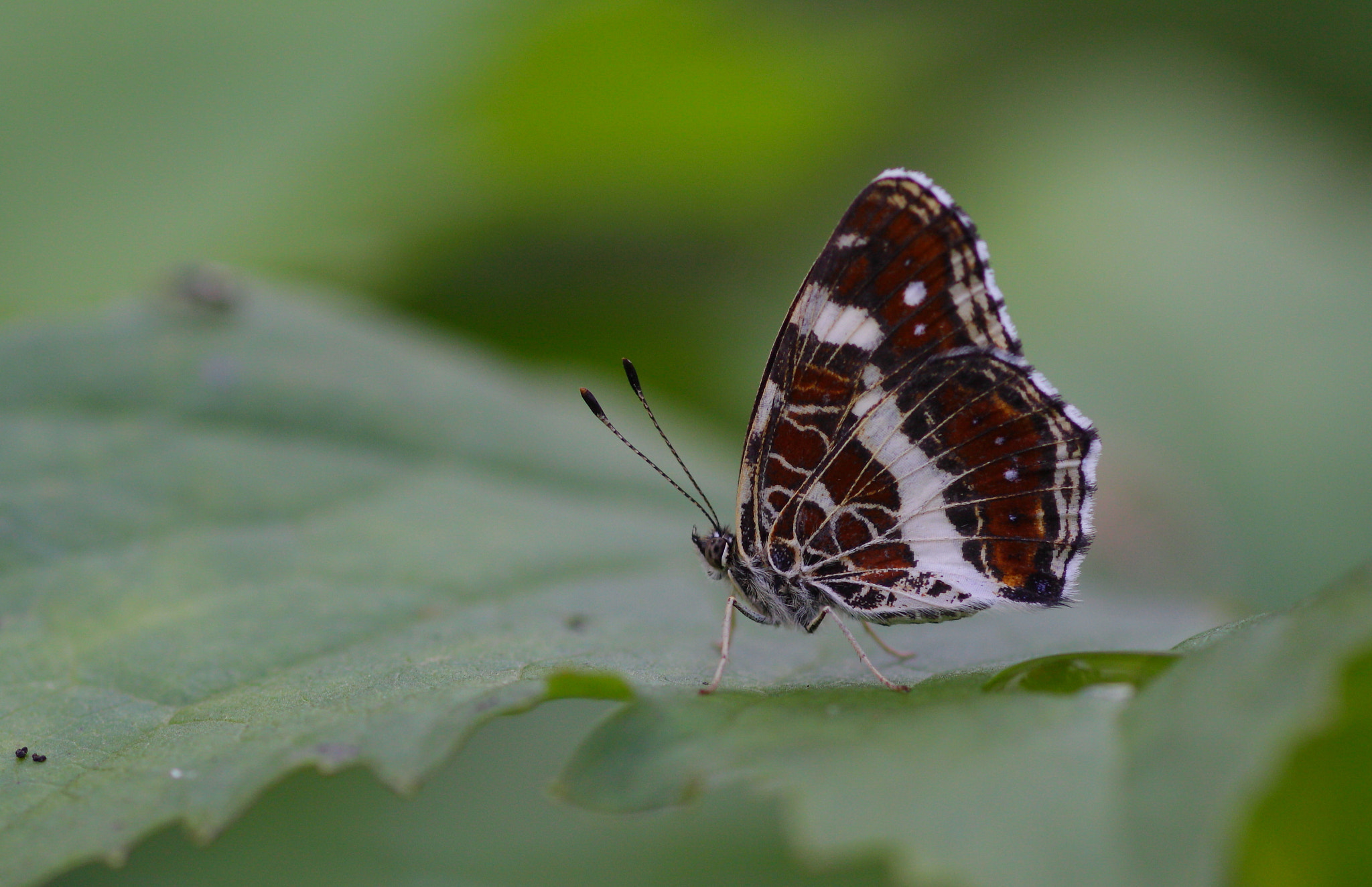 Canon EOS 50D + Canon EF 100mm F2.8 Macro USM sample photo. Araschnia levana photography