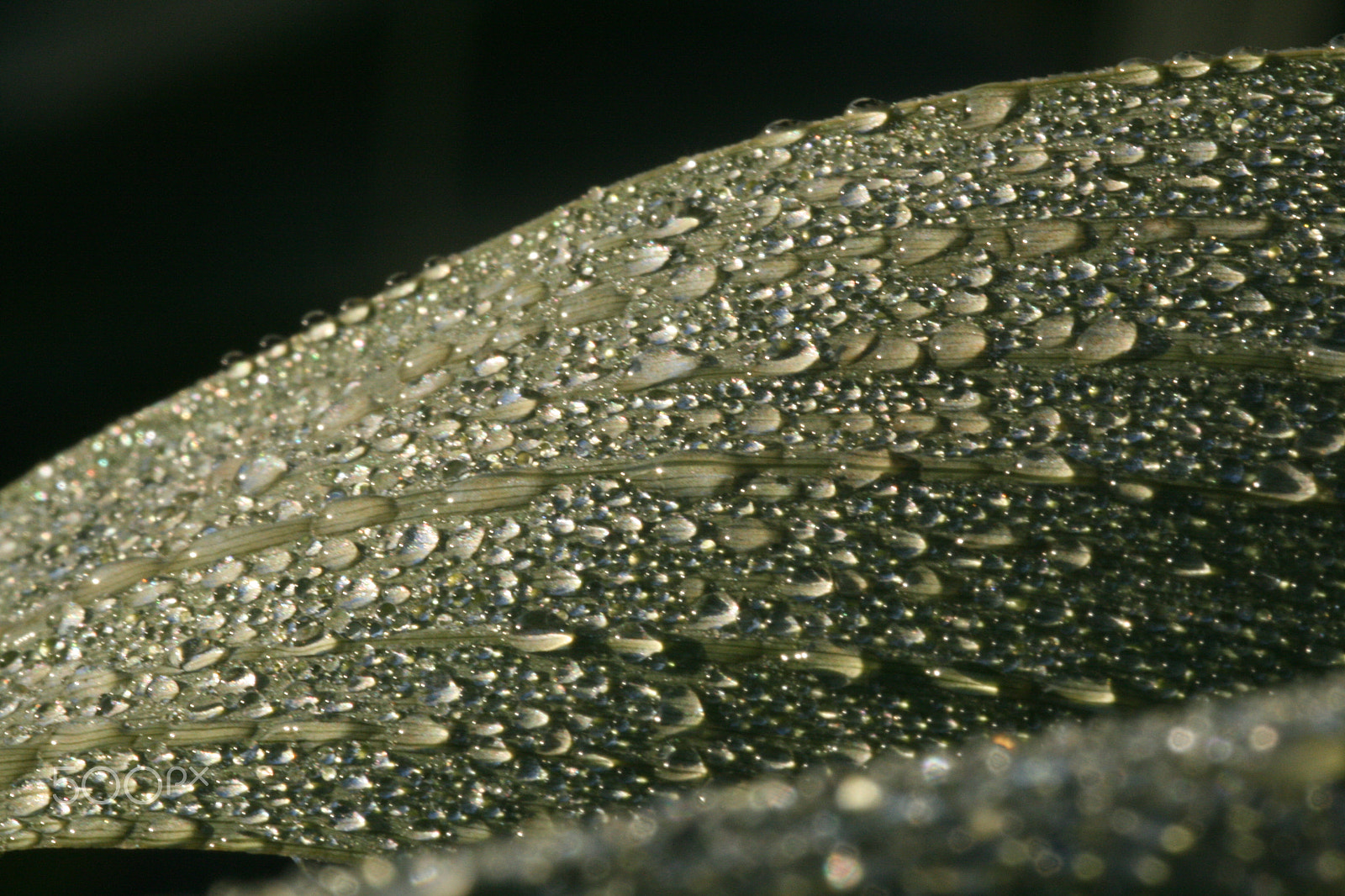 Sigma 105mm F2.8 EX DG Macro sample photo. 4117717699.jpg photography