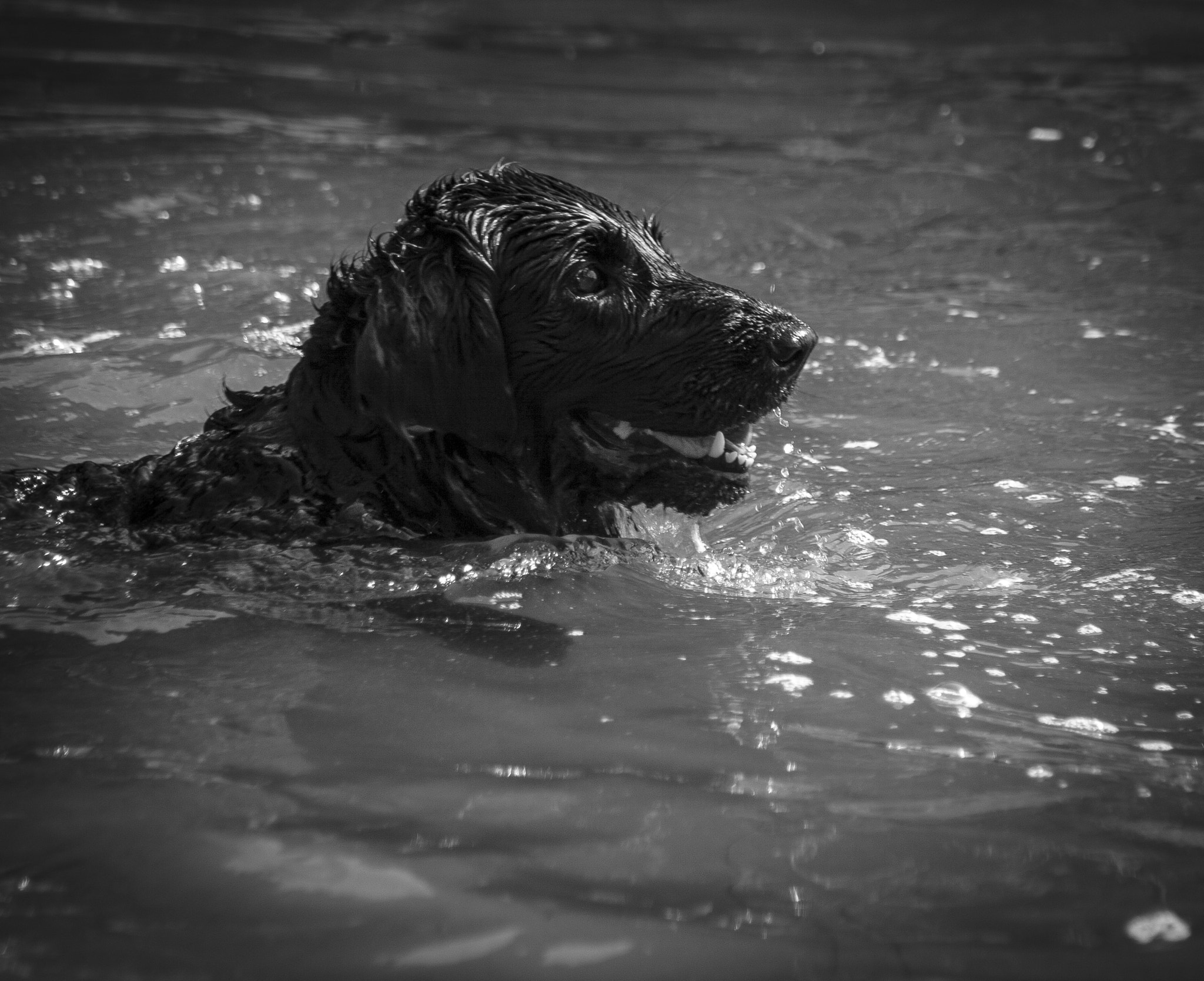 Canon EF 75-300mm f/4-5.6 USM sample photo. Nemi photography