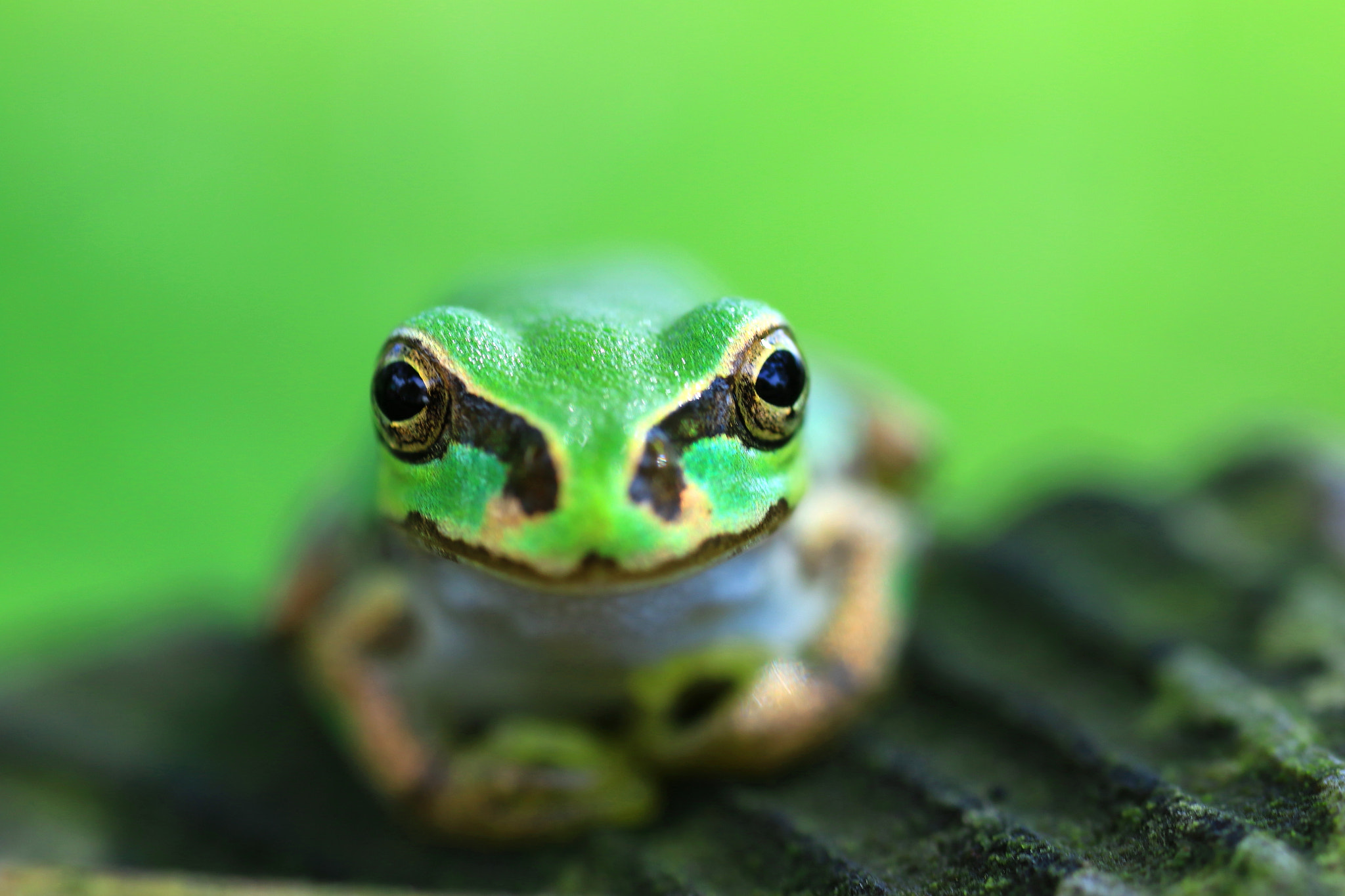 Canon MP-E 65mm F2.5 1-5x Macro Photo sample photo. Pretty eyes photography