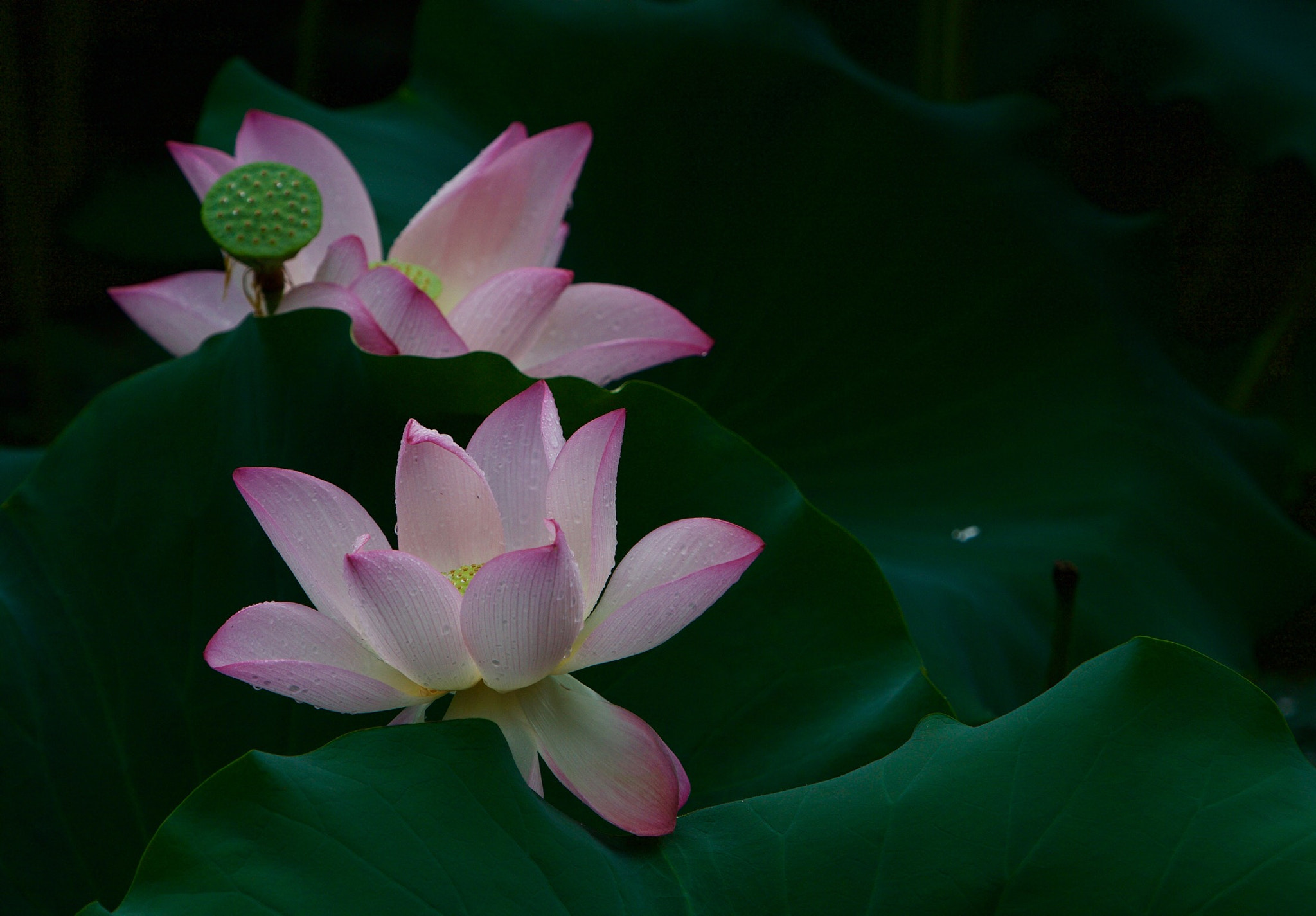 Canon EF 70-200mm F2.8L IS USM sample photo. Double photography