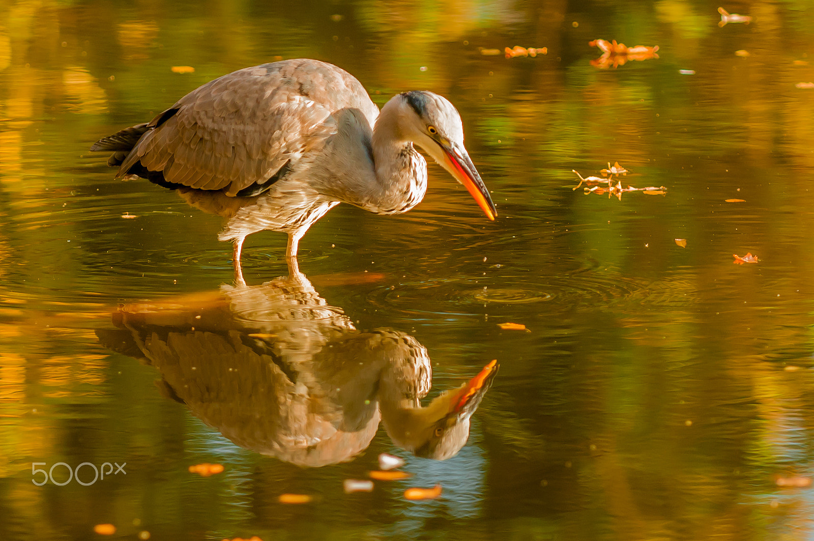 Nikon D300S sample photo. Heron reflection photography