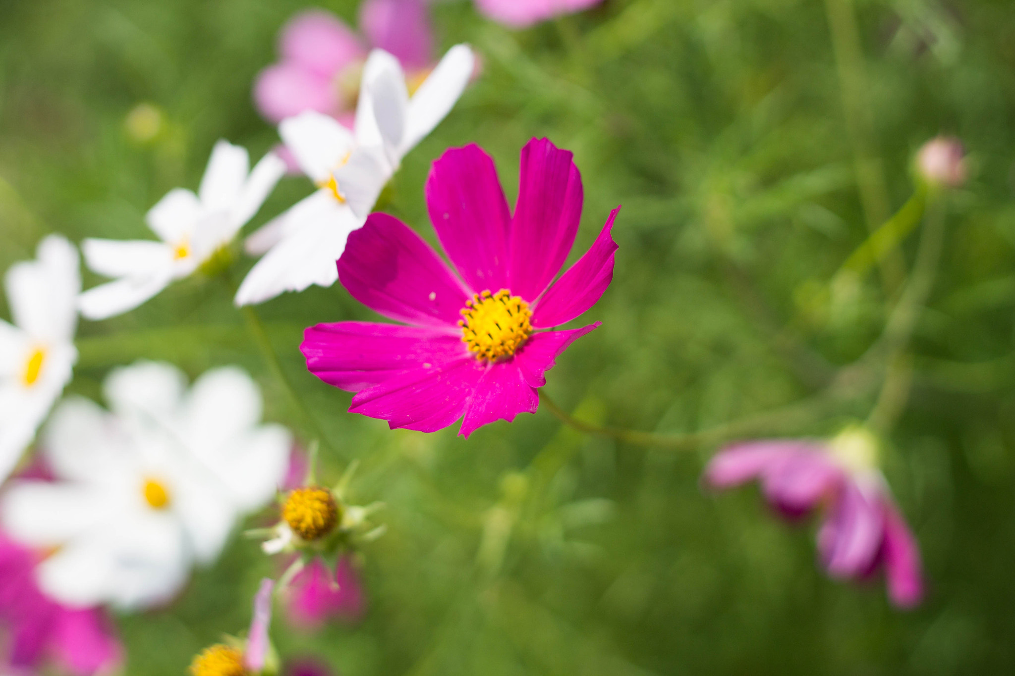 Canon EOS 1100D (EOS Rebel T3 / EOS Kiss X50) + Canon EF 50mm F1.8 II sample photo. Colourful flower photography