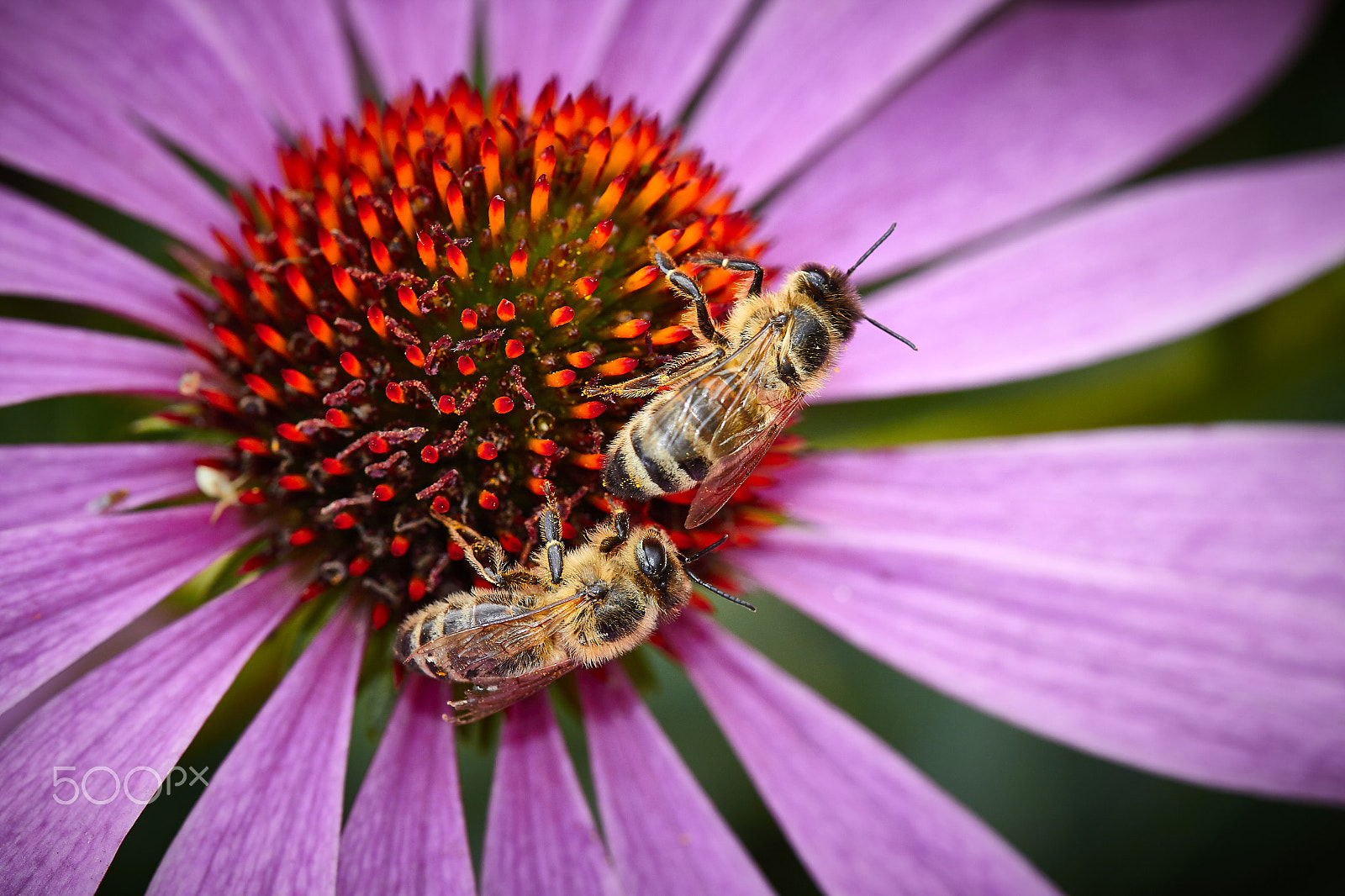 Canon EOS 50D + Canon EF 100mm F2.8 Macro USM sample photo. Bees on echinacea (purple coneflower) flower photography