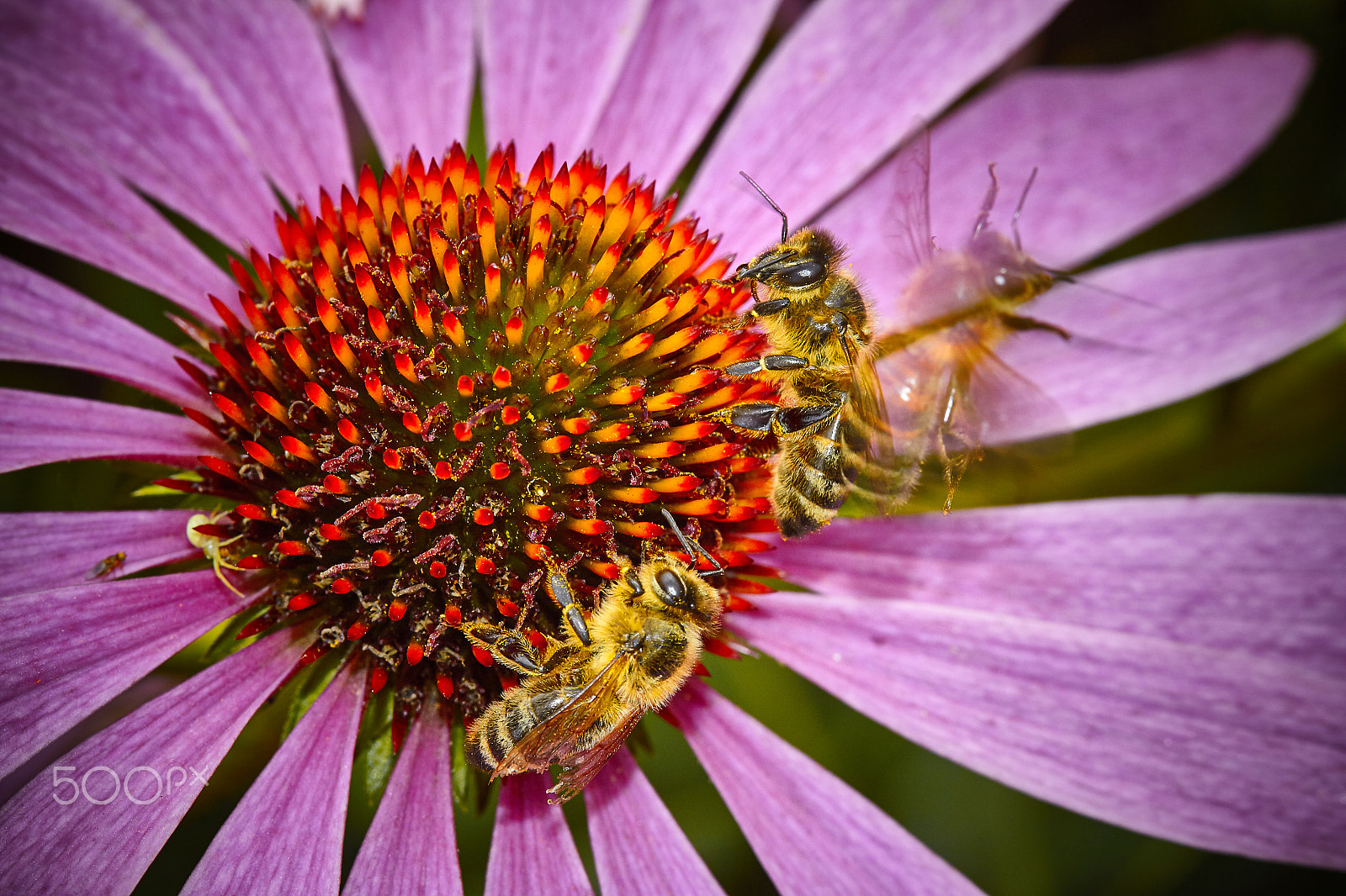 Canon EOS 50D + Canon EF 100mm F2.8 Macro USM sample photo. Bees on echinacea (purple coneflower) flower photography