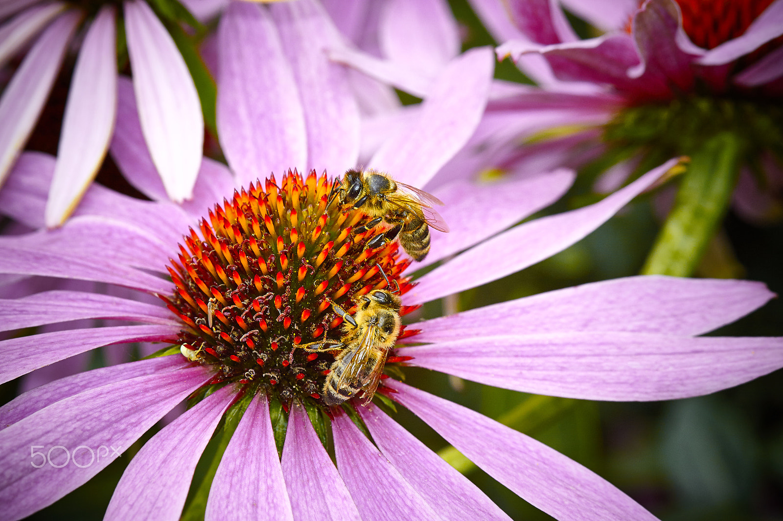 Canon EOS 50D + Canon EF 100mm F2.8 Macro USM sample photo. Bees on echinacea (purple coneflower) flower photography