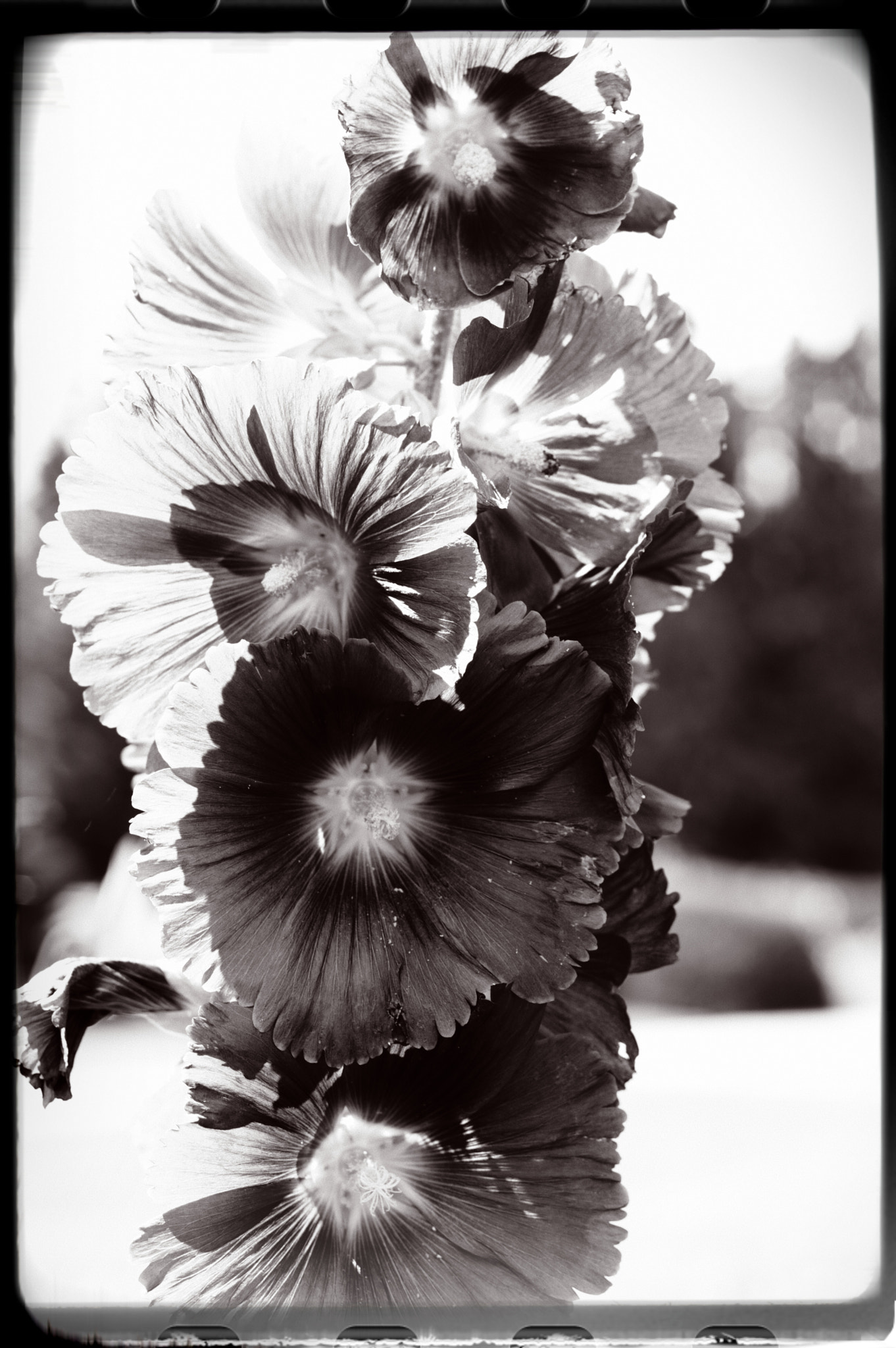 Pentax smc D-FA 50mm F2.8 Macro sample photo. Hollyhock photography