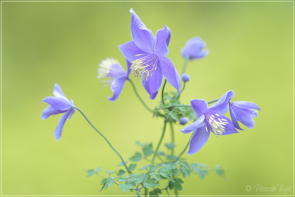 Sigma 150mm F2.8 EX DG Macro HSM sample photo. Little blue dancers photography