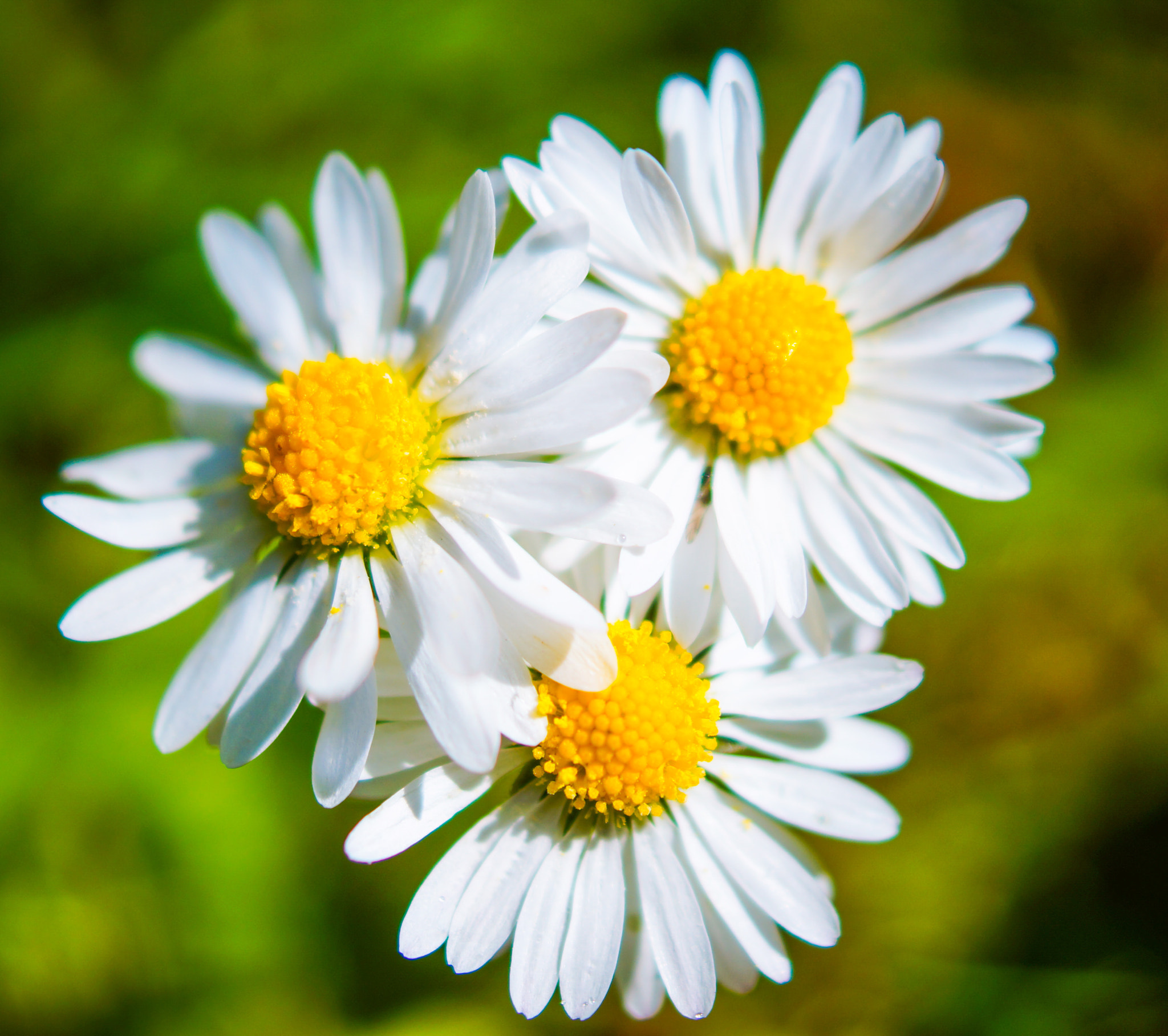 Sony SLT-A37 + Sony DT 30mm F2.8 Macro SAM sample photo. Daisy in devon photography