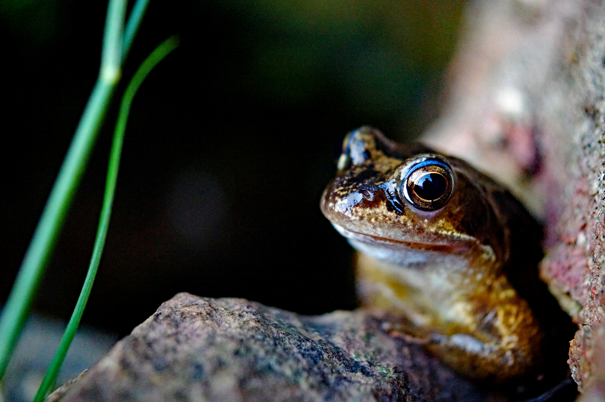 Sony SLT-A37 + Sony DT 30mm F2.8 Macro SAM sample photo. Frog in devon photography