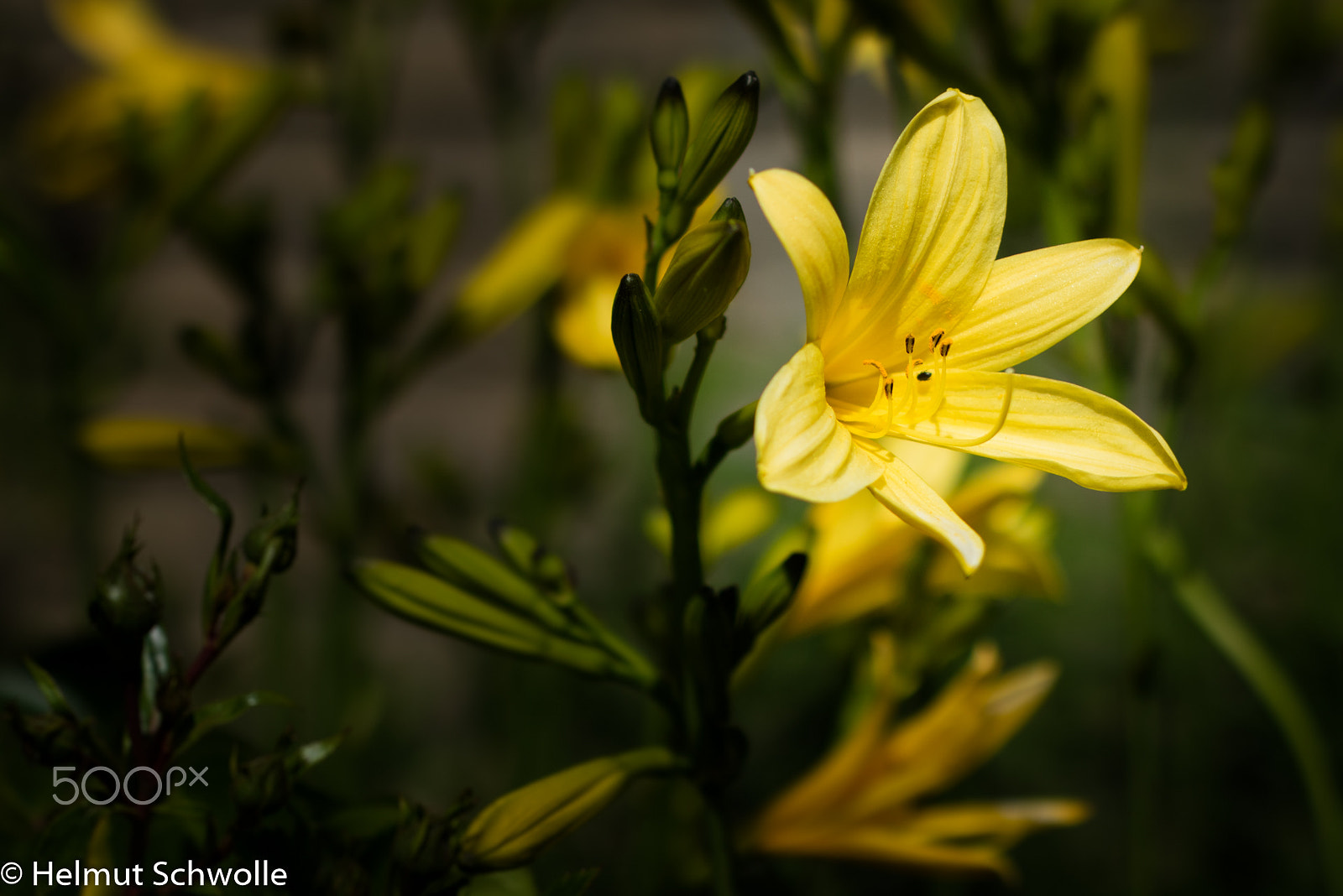 Canon EOS M3 + Canon EF 50mm F1.2L USM sample photo. Leuchtend photography