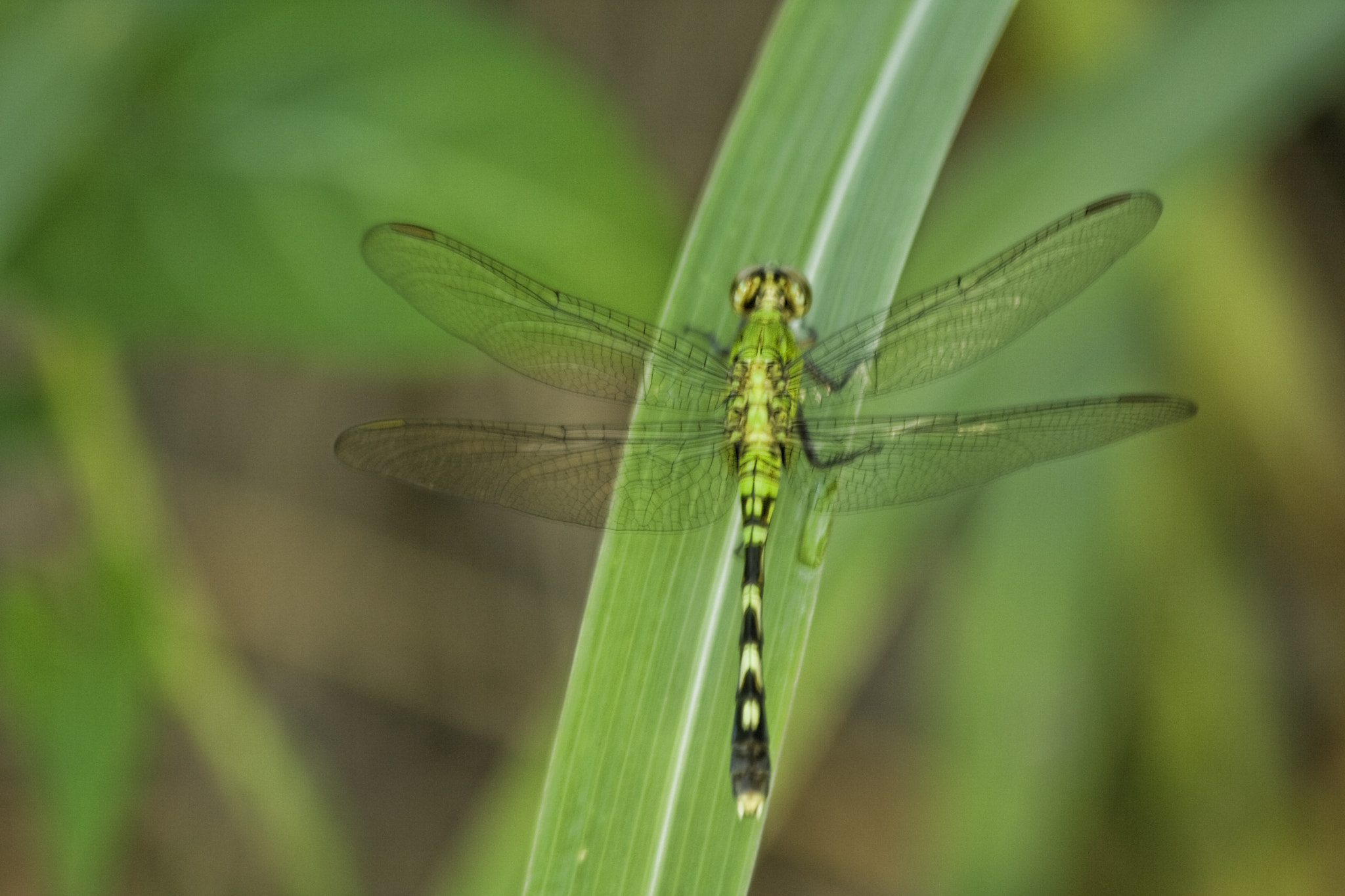 Canon EOS 400D (EOS Digital Rebel XTi / EOS Kiss Digital X) sample photo. Dragonfly photography