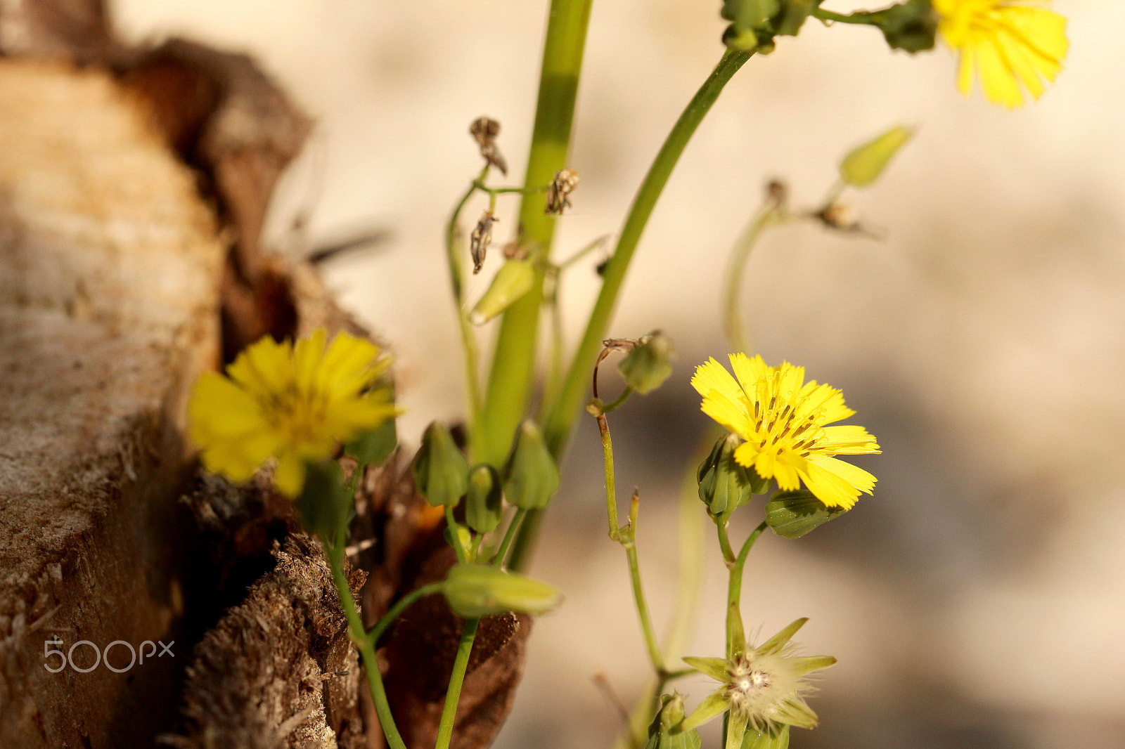 Canon EF 100mm F2.8L Macro IS USM sample photo. Little yellows photography