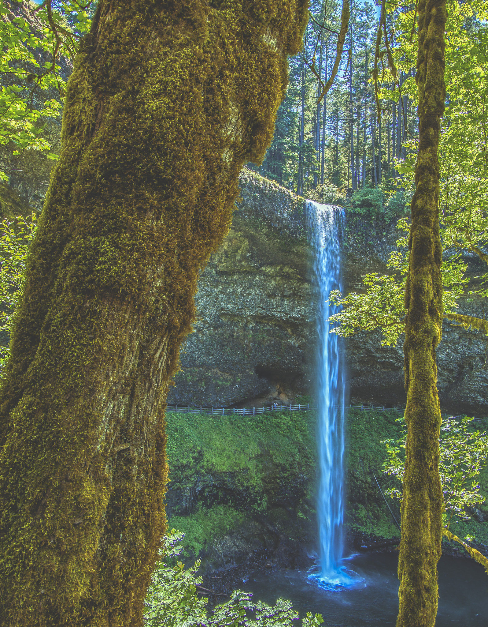 Canon EF 8-15mm F4L Fisheye USM sample photo. Through the forest photography