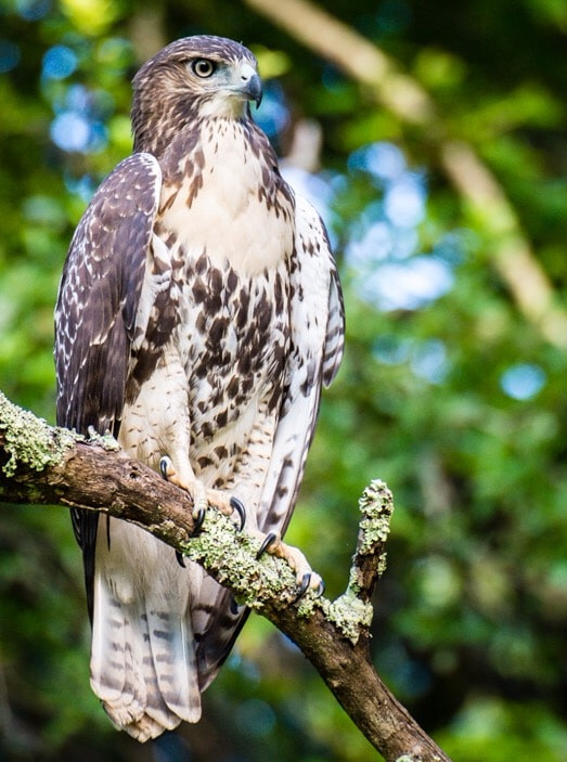Sigma 50-500mm F4.5-6.3 DG OS HSM sample photo. The osprey is one of the most widespread birds of  ... photography