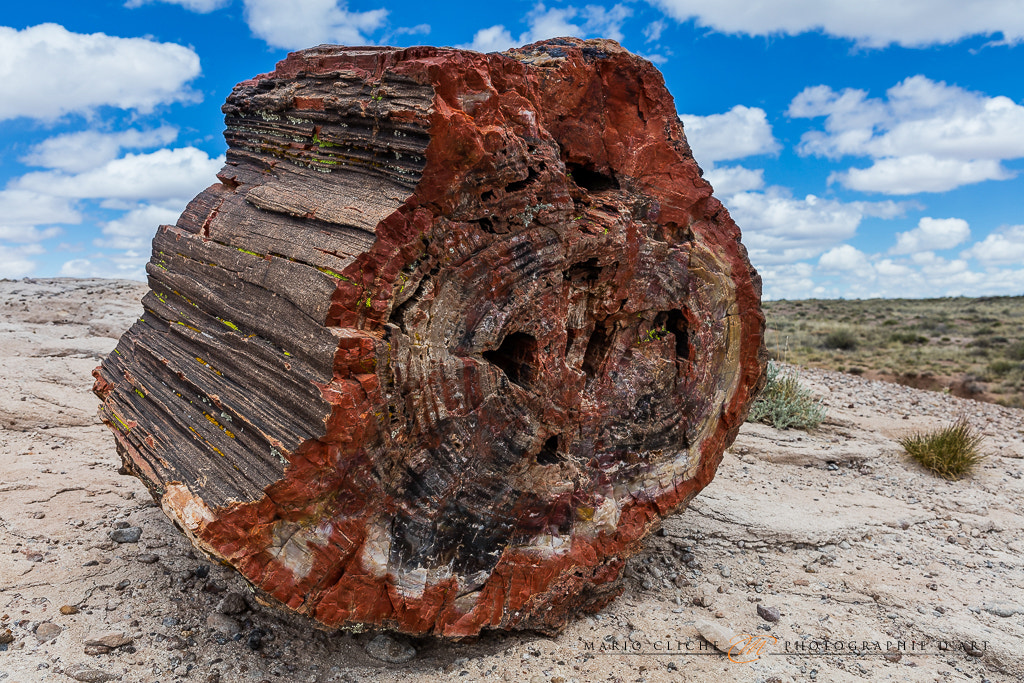 Canon EOS 5DS + Canon EF 24-70mm F2.8L USM sample photo. Petrified wood photography