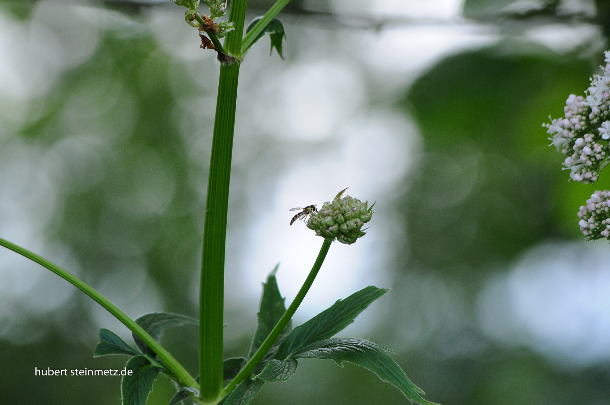 Nikon D300 sample photo. Fly photography