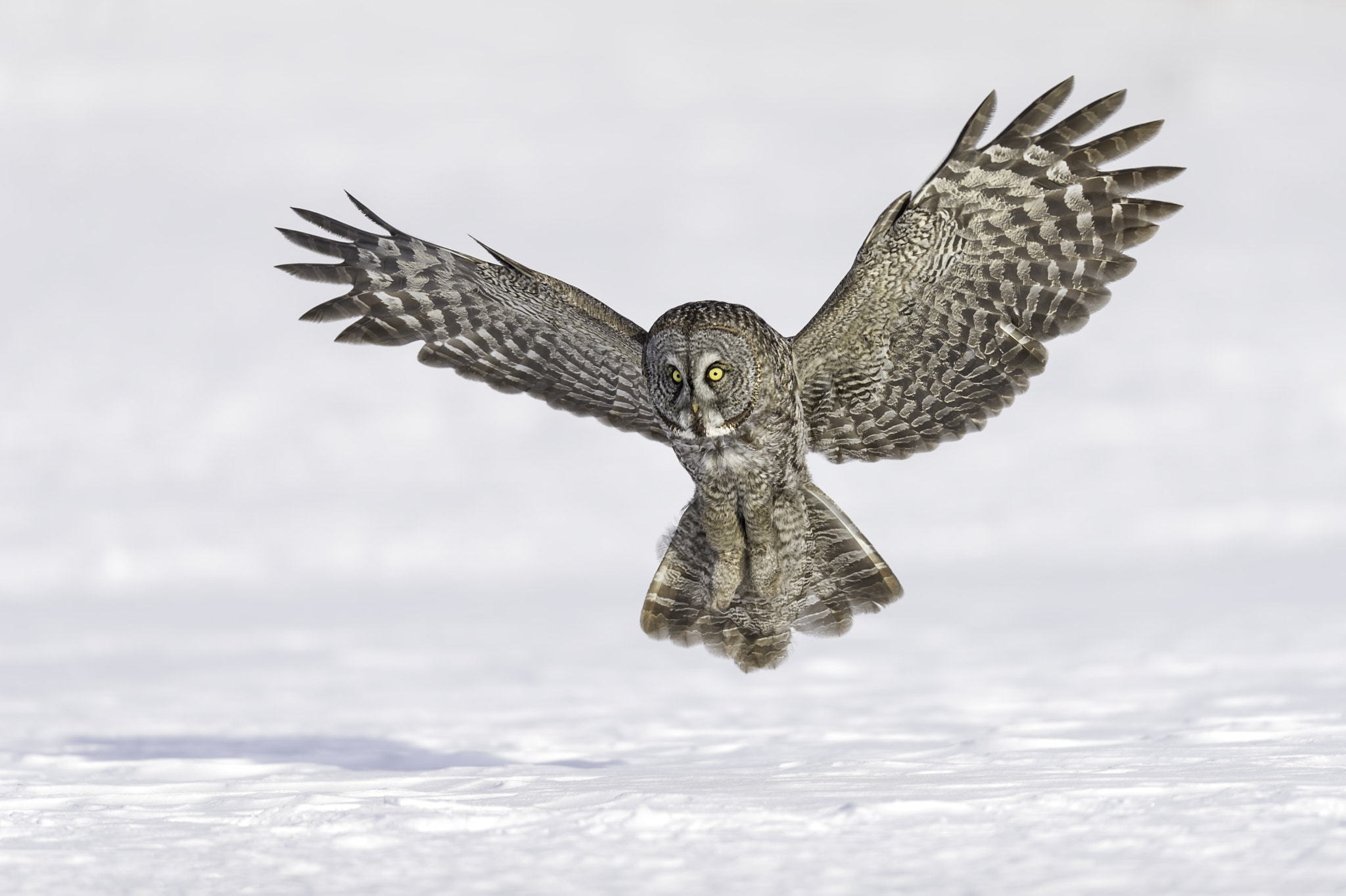 Nikon AF-S Nikkor 400mm F2.8G ED VR II sample photo. On approach to landing... photography