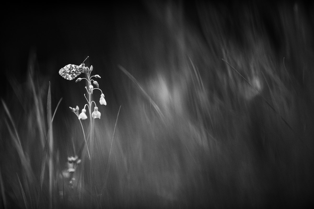 Nikon D800 + Nikon AF-S Nikkor 200mm F2G ED-IF VR sample photo. - anthocharis cardamines b/w - photography