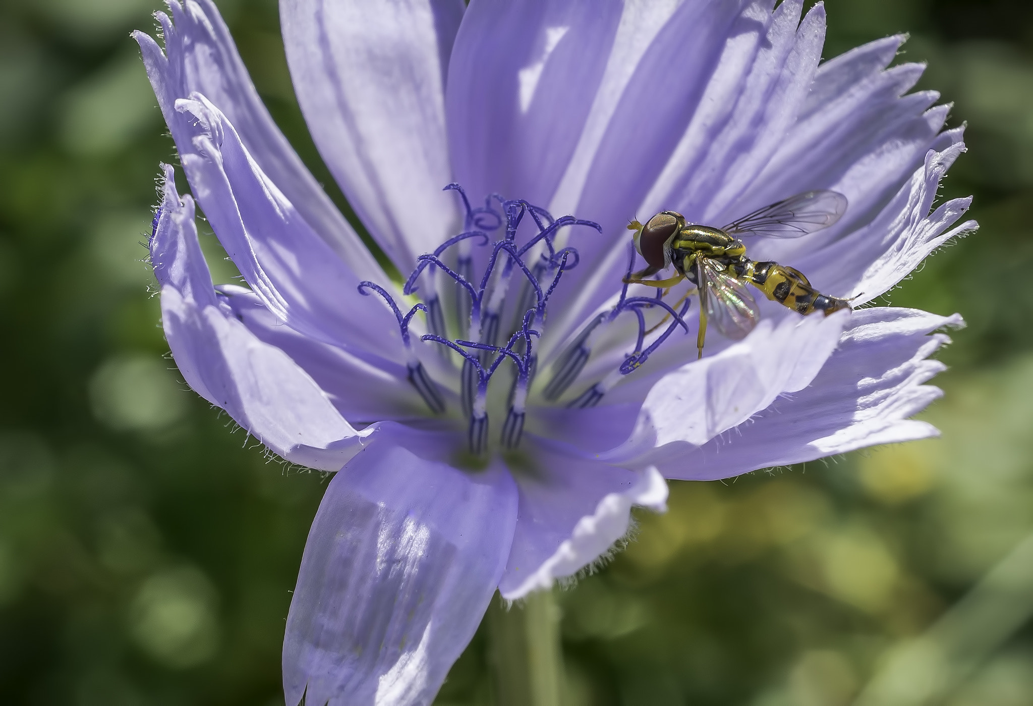 Sony a7R + Sony E 30mm F3.5 Macro sample photo. Insect in flower photography