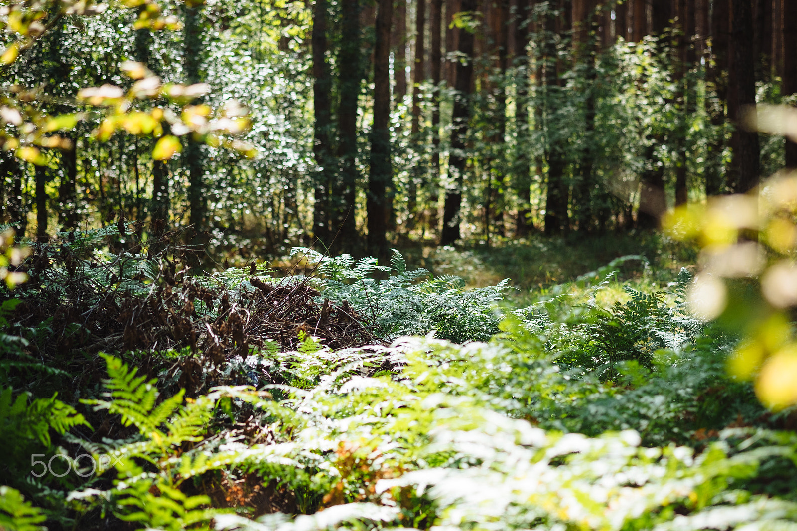 Fujifilm X-E2 + Fujifilm XF 60mm F2.4 R Macro sample photo. Bright green fern in sunny day light at forest photography