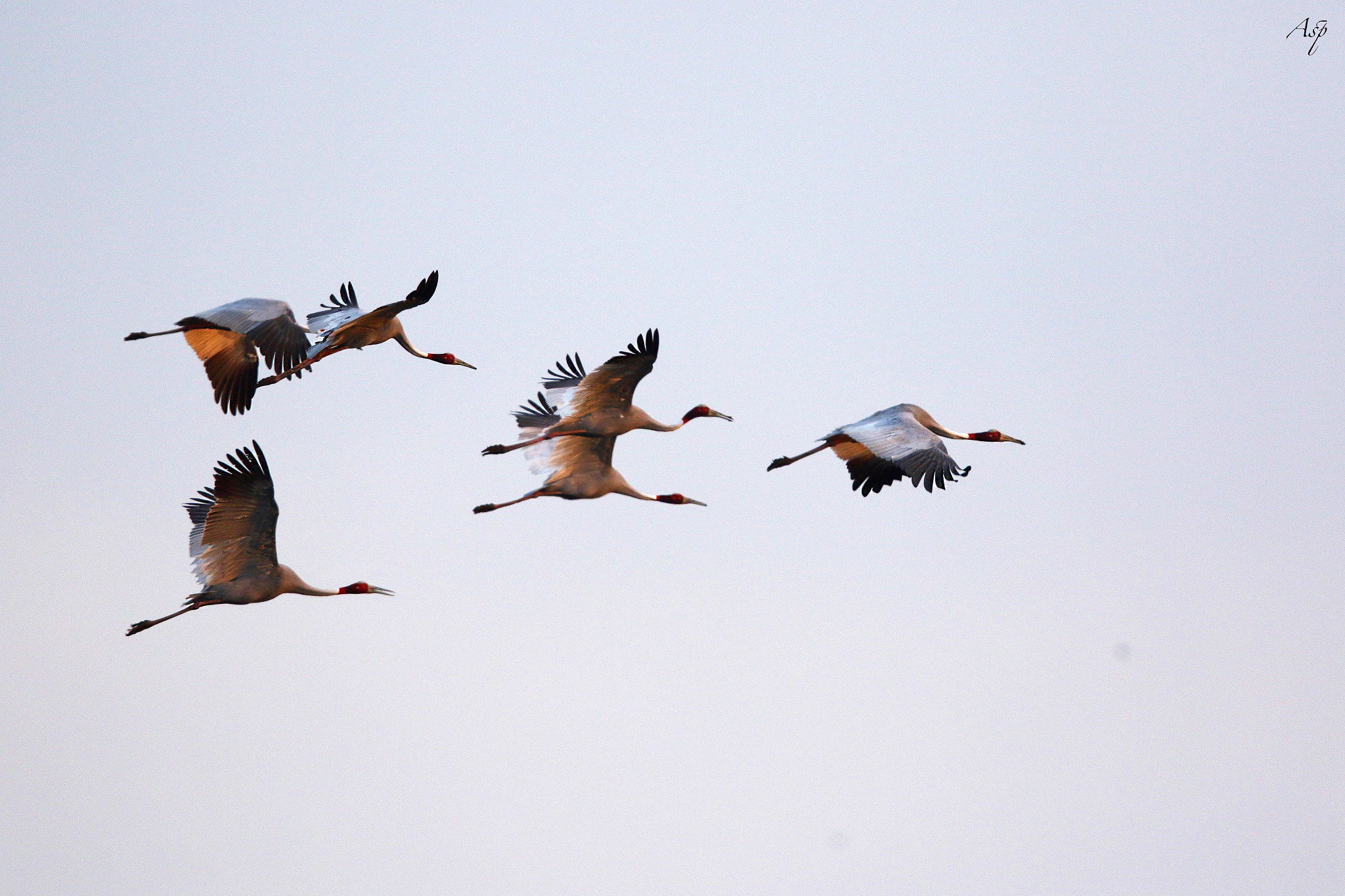 Canon EF 600mm F4L IS II USM sample photo. Free as a bird. photography