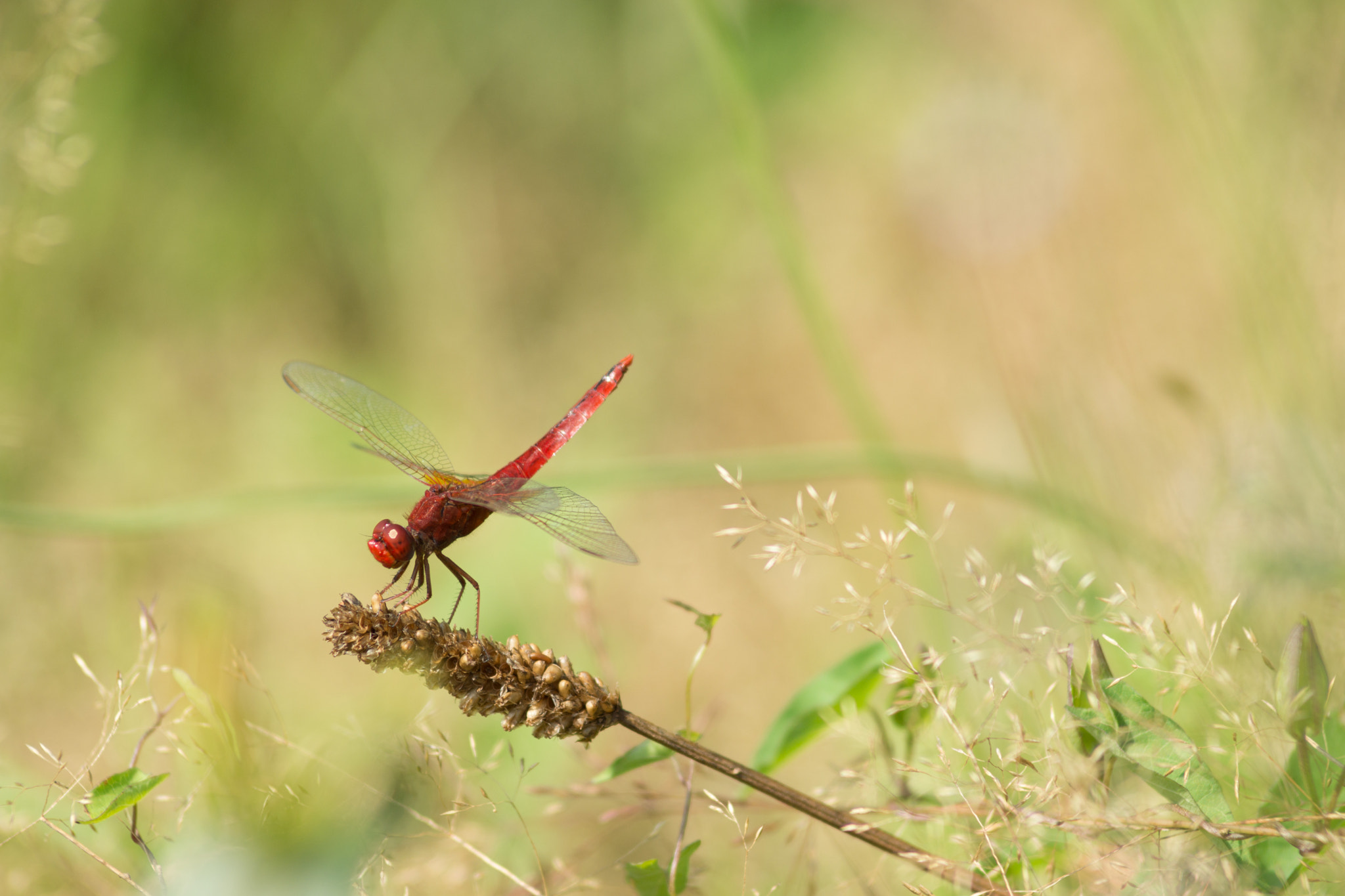 Tamron AF 70-210mm F2.8 SP LD sample photo. Libellule mâle photography