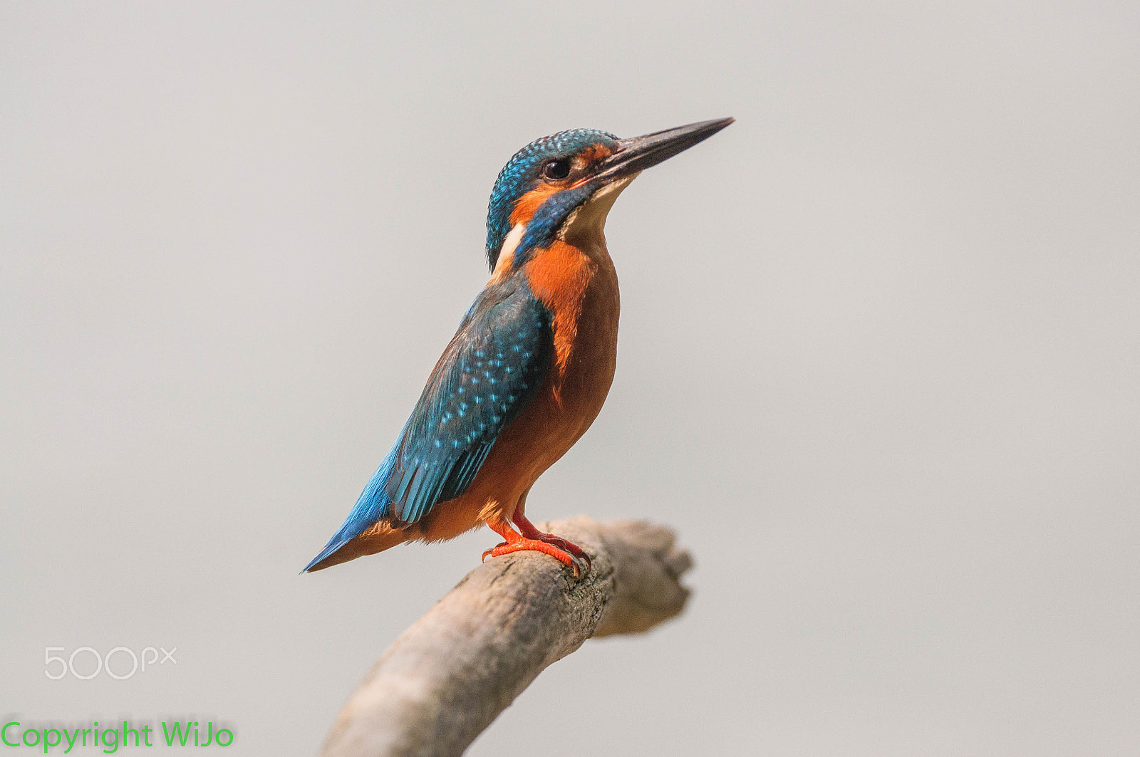 Sigma 150-600mm F5-6.3 DG OS HSM | C sample photo. Ijsvogel / common kingfisher photography