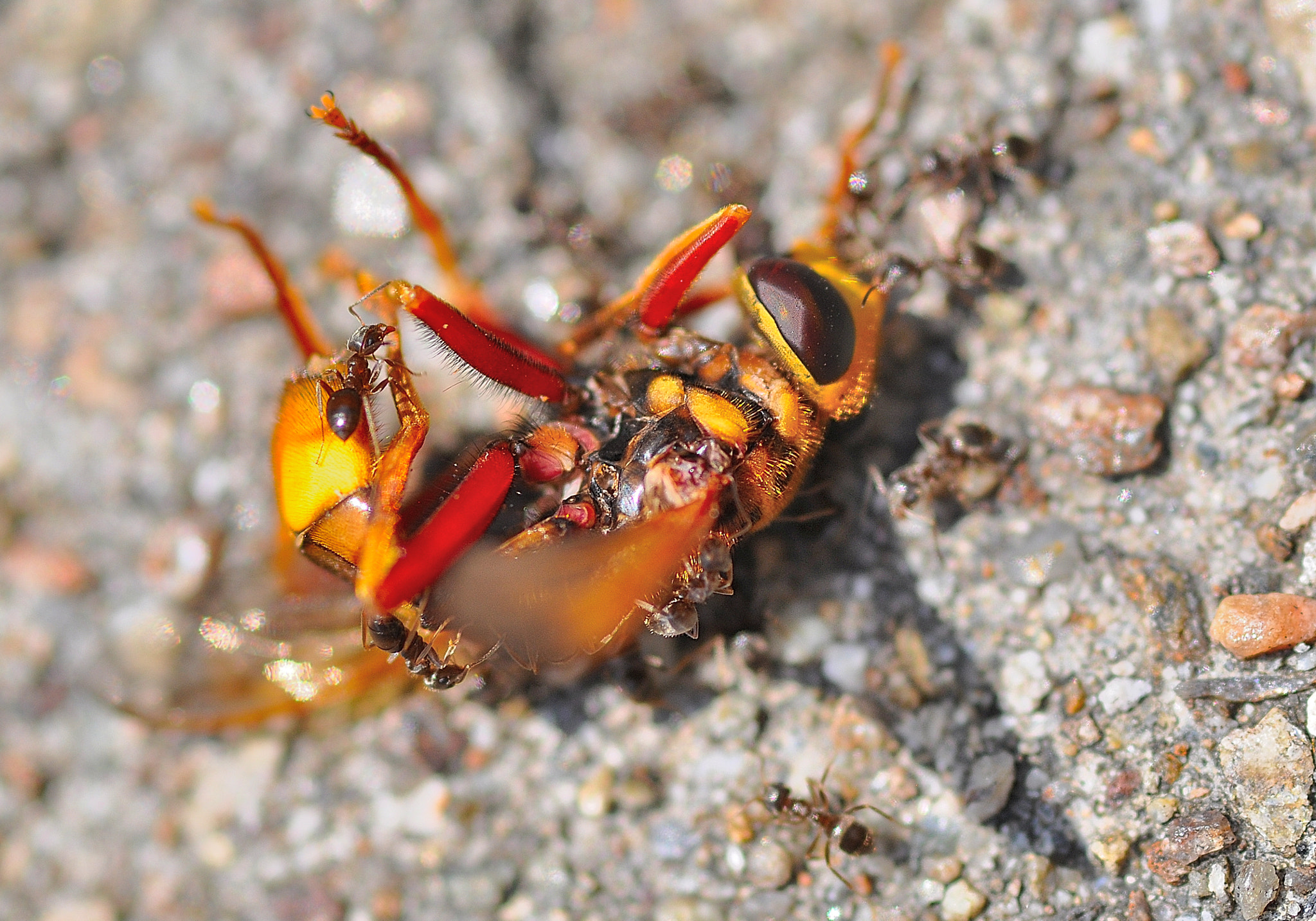 Sigma 105mm F2.8 EX DG Macro sample photo. Ant vs bee photography