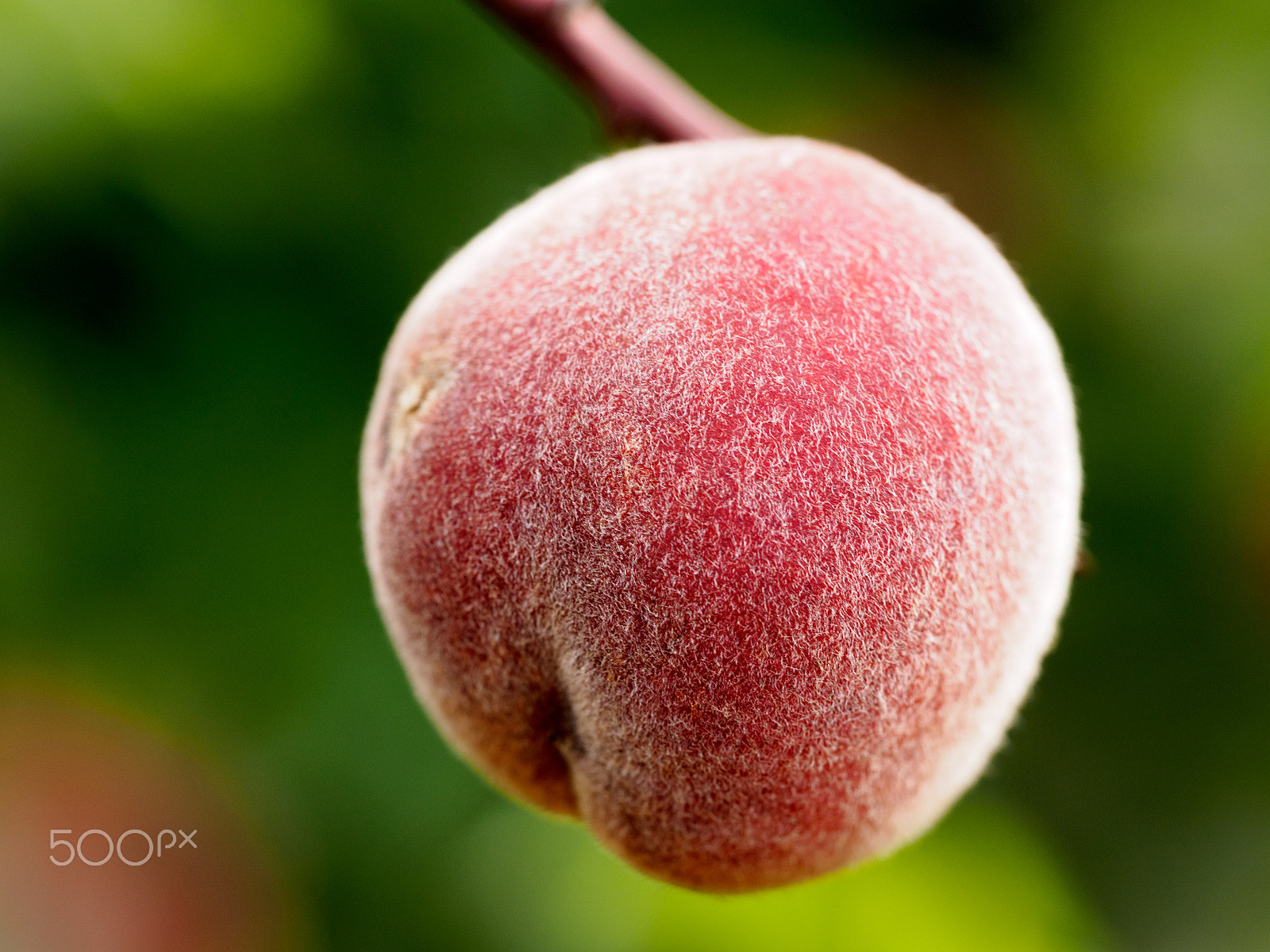 Olympus PEN E-PL7 sample photo. Peach photography