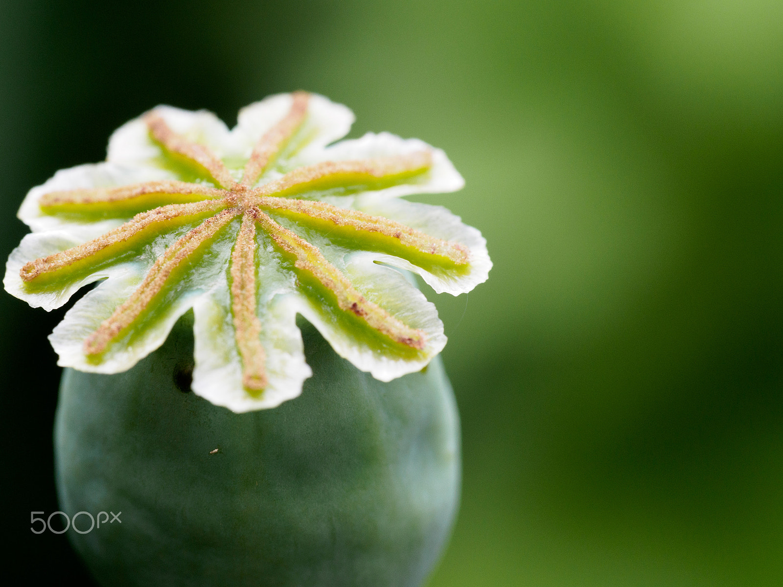 Olympus PEN E-PL7 sample photo. Poppy photography