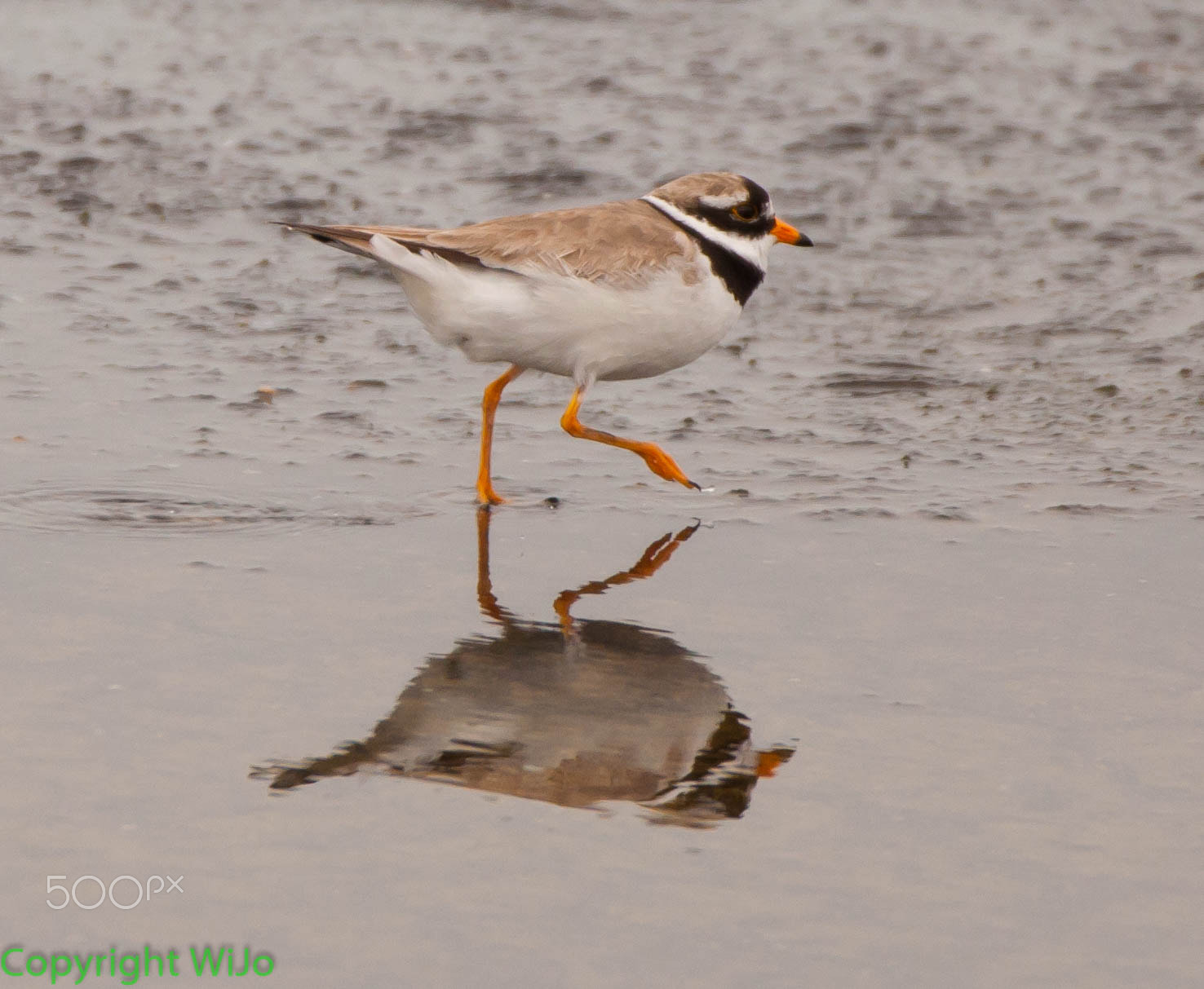 Nikon D90 + Sigma 150-600mm F5-6.3 DG OS HSM | C sample photo. Bontbekplevier / common ringed plover photography