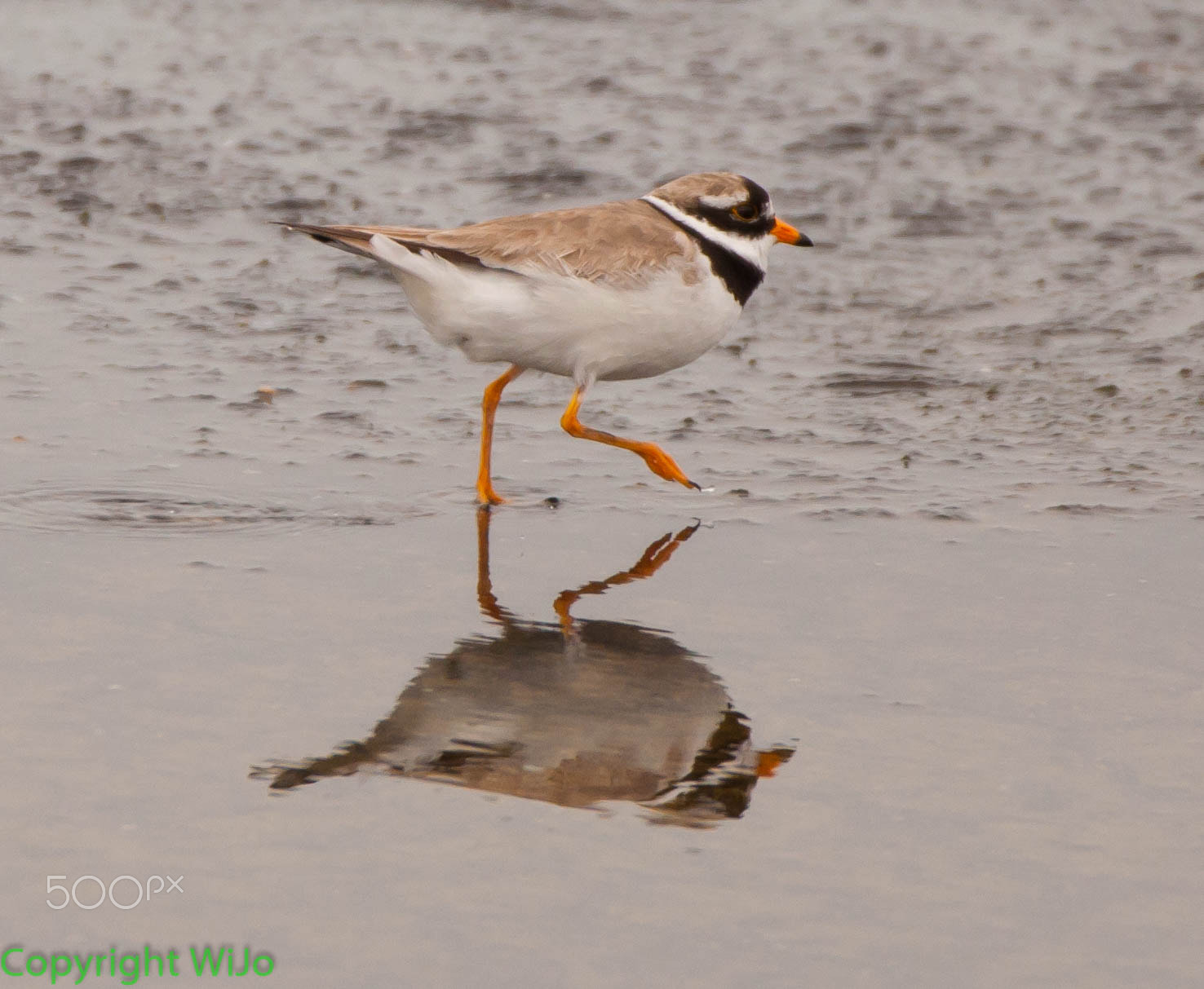 Sigma 150-600mm F5-6.3 DG OS HSM | C sample photo. Bontbekplevier / common ringed plover photography