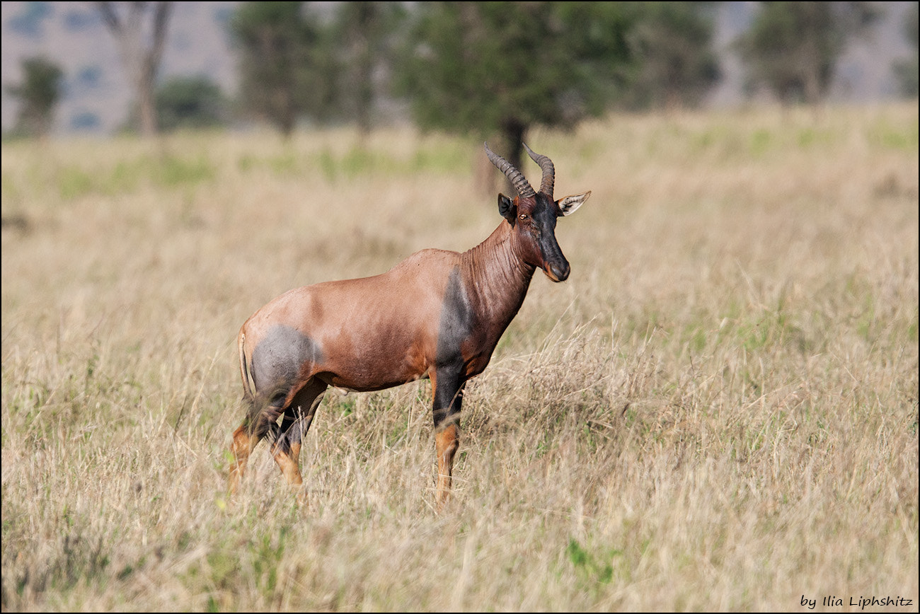 Canon EOS-1D Mark III + Canon EF 300mm F2.8L IS USM sample photo. Topi of serengeti №1 photography