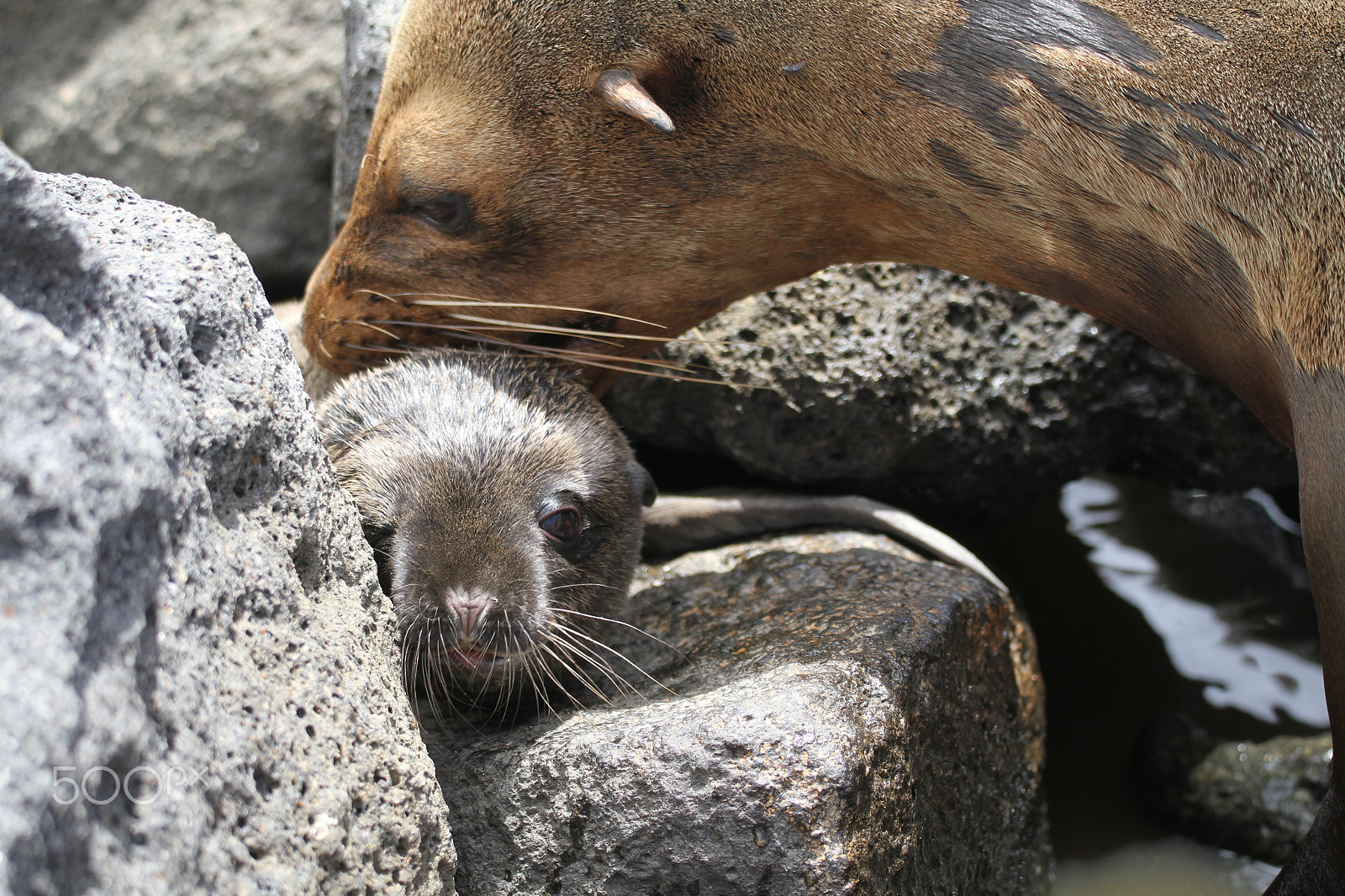 Sigma 150-600mm F5-6.3 DG OS HSM | C sample photo. Galapagos photography