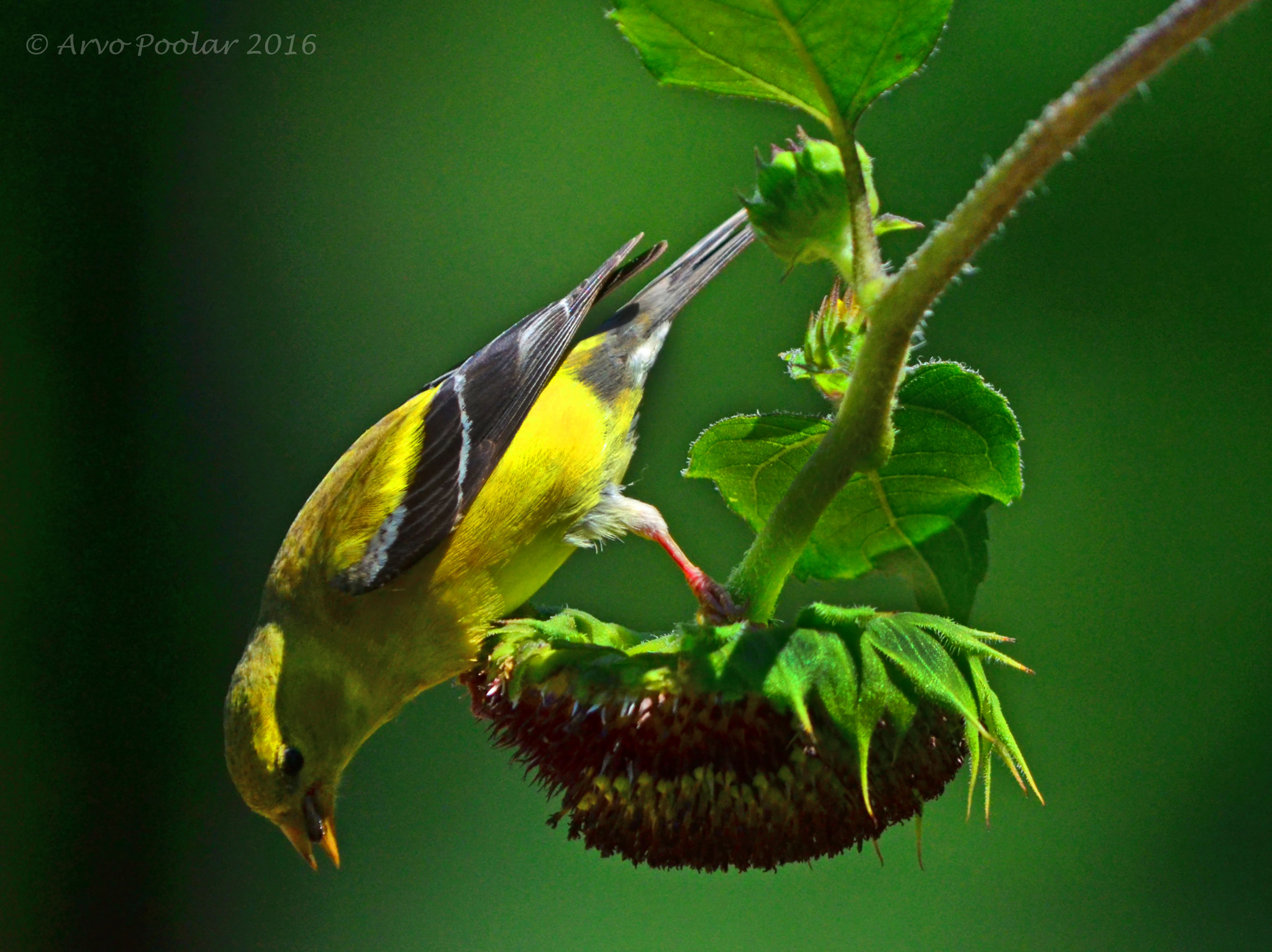 Nikon D7000 + AF DC-Nikkor 135mm f/2D sample photo. Goldfinch photography